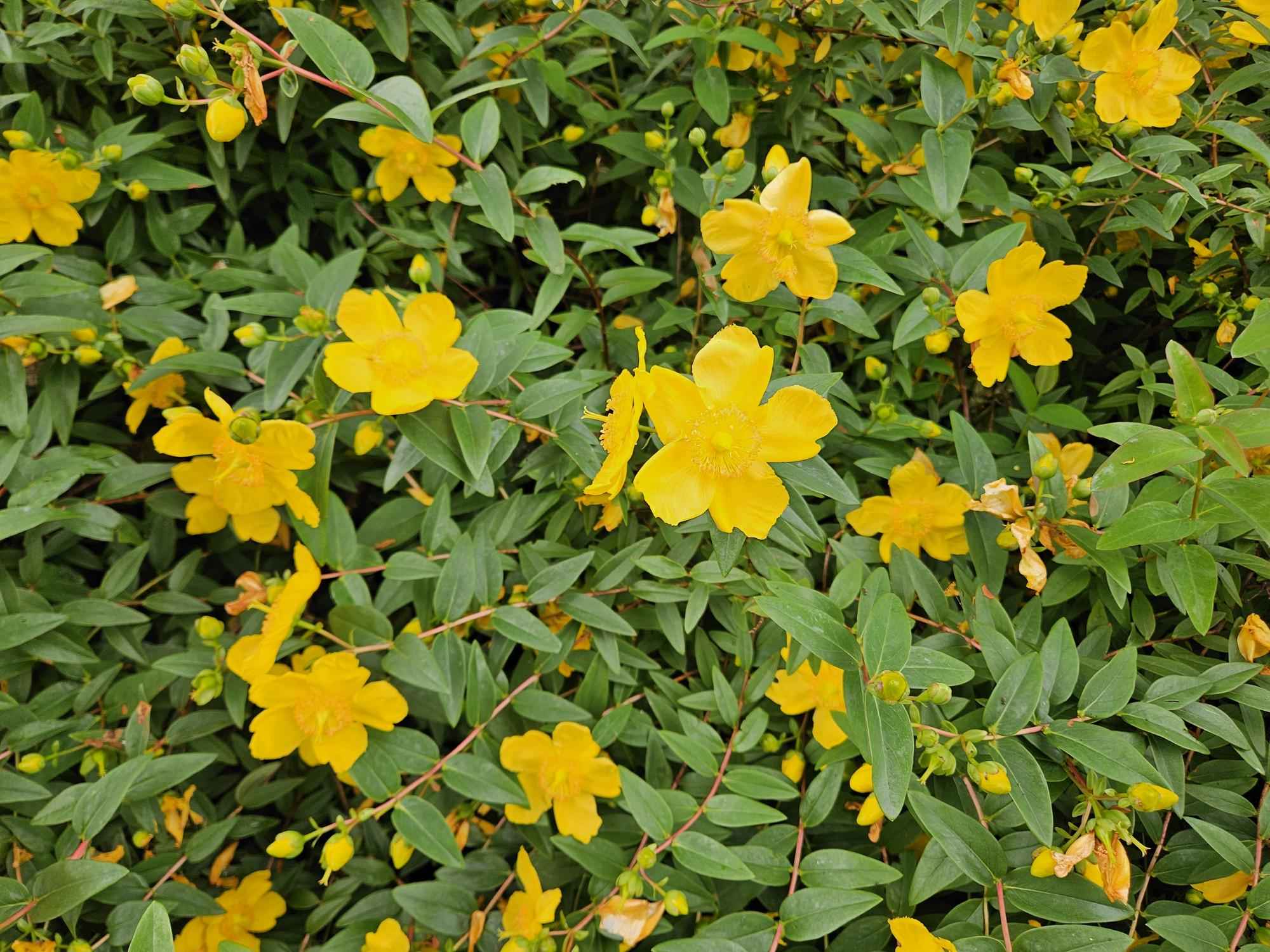 Image of Hypericum dummeri 'Peter Dummer' – 24Pflanzen – ↕10-25cm – Ø9cm – Winterhartes Johanniskraut – Gelbe Blüten – Bodendecker – Pflegeleicht-0