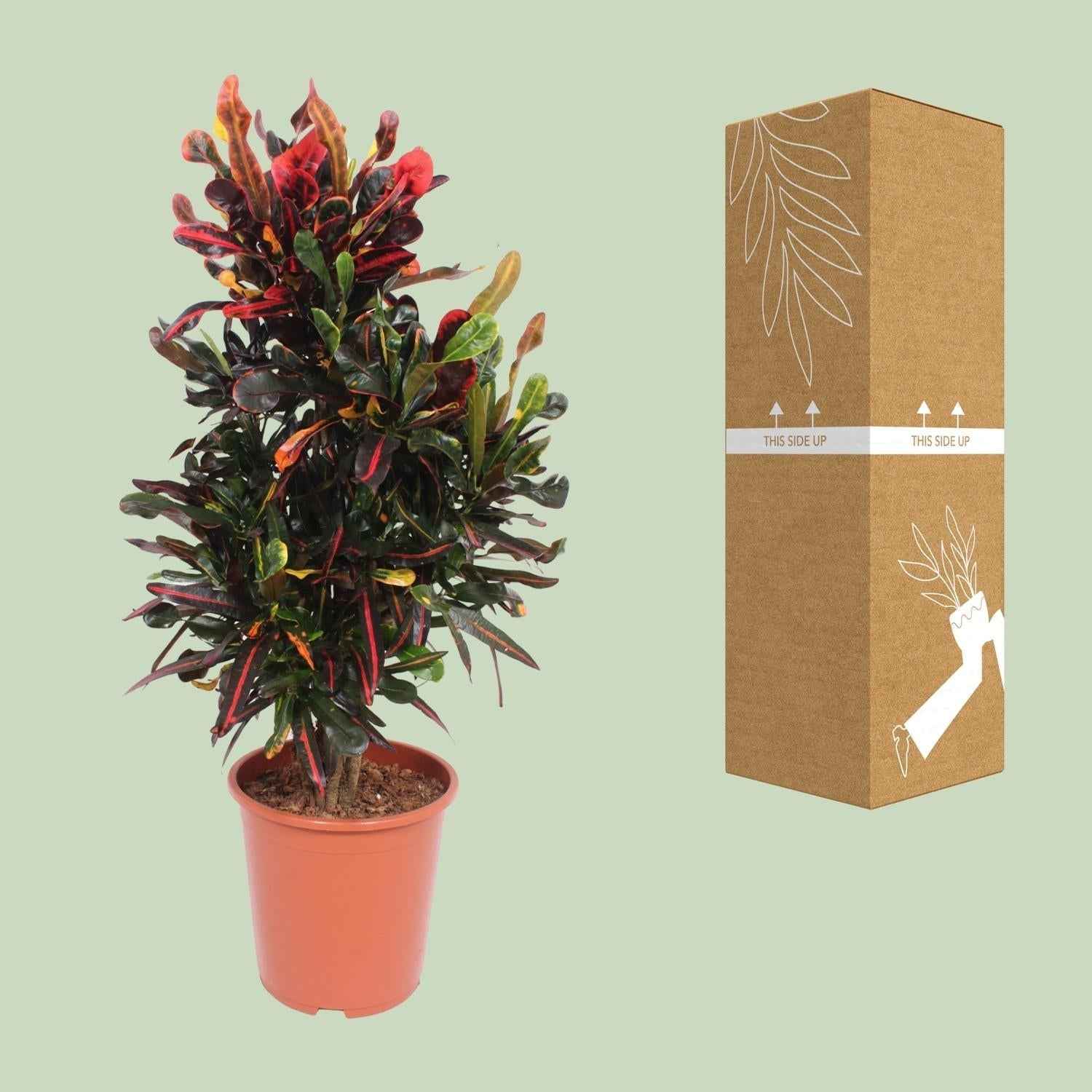 Image of Croton Mammi – Codiaeum variegatum Wunderstrauch – Ø27cm ↕100cm – Große bunte Zimmerpflanze mit rot-gelb-grünen Blättern für Wohnzimmer & Büro-2