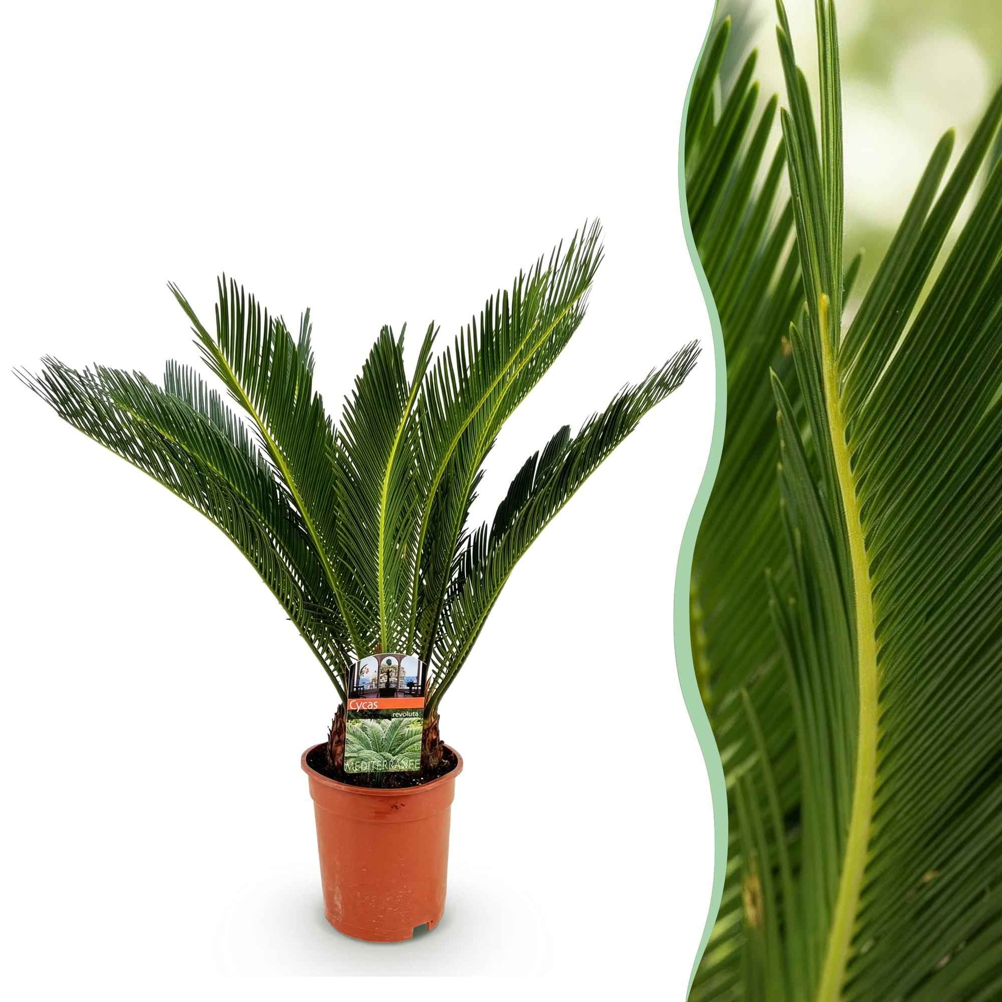 Image of Cycas Revoluta – Palmfarn – 70cm – 17cm – Pflegeleichte Zimmerpflanze mit fiederförmigen Blättern – Robuste Sago – Palme für elegante Innenräume-1