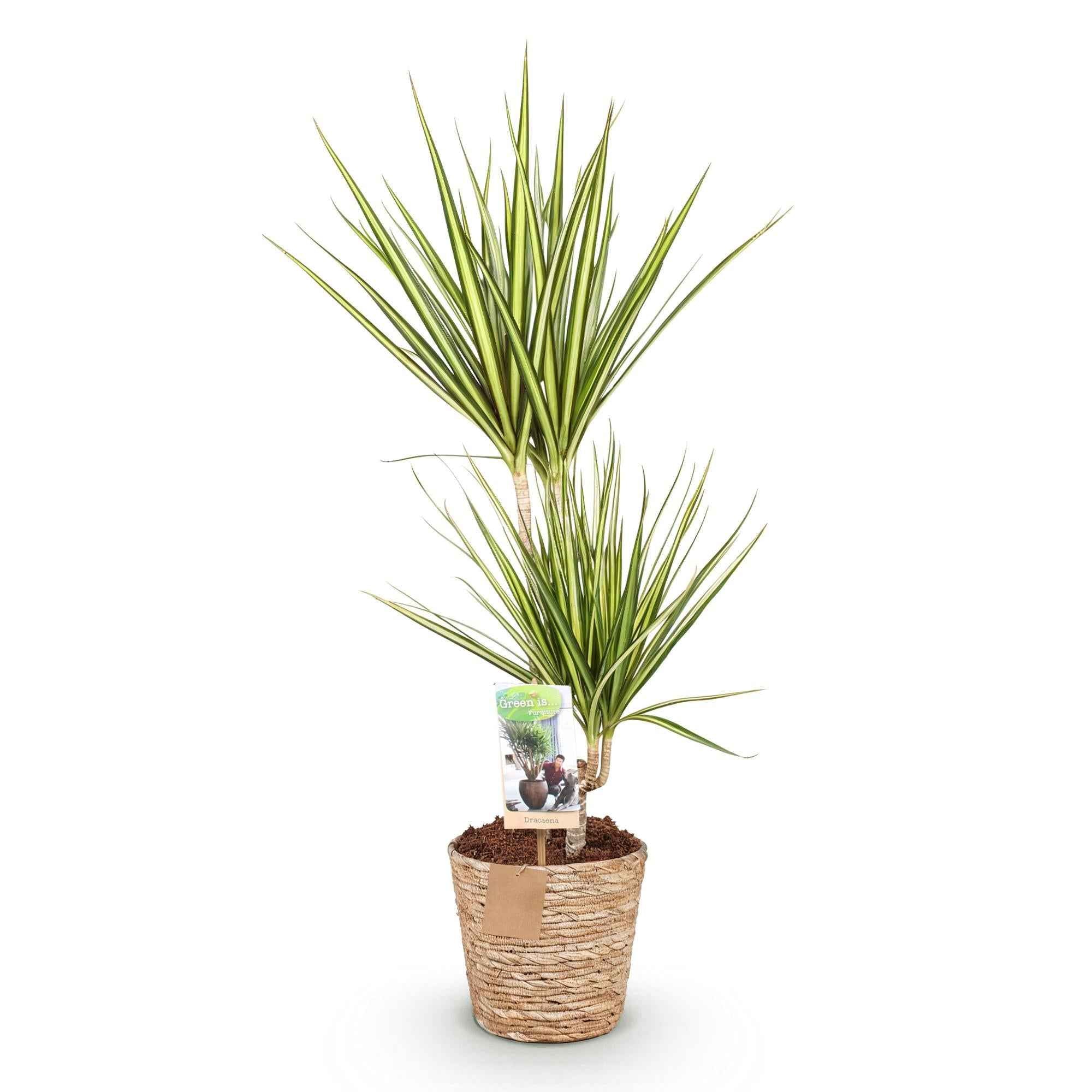 Image of Dracaena Sunray – 70-75cm – 17cm inkl. Naturkorb – Pflegeleichter Drachenbaum – Grün – Gelbes Blattwerk-0