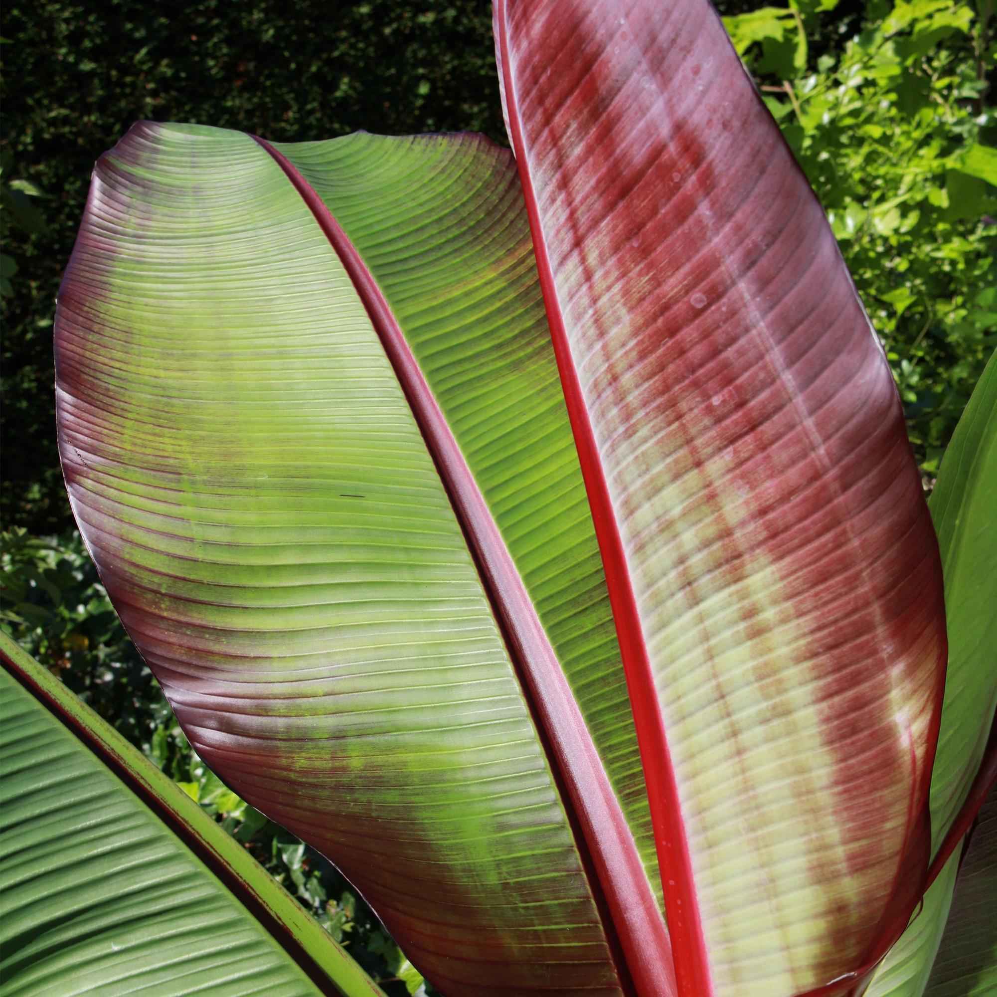 Image of Musa Ensete Maurelli – Rote Zierbanane – Tropische Bananenpflanze mit rot-grünen Blättern – Topf 21cm ↕70-90cm-3