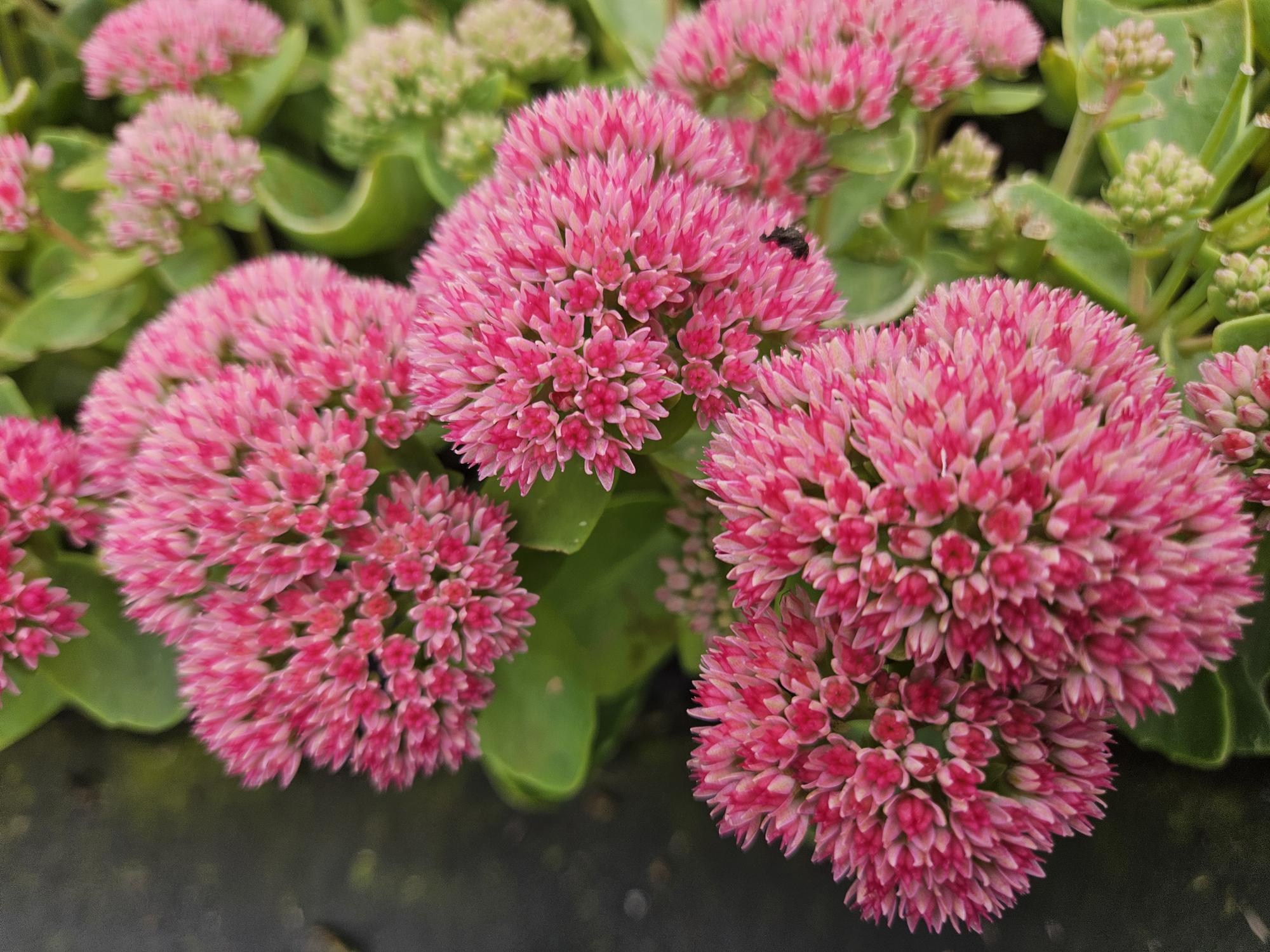 Image of Große Fetthenne Sedum 'Herbstfreude' – 24 Pflanzen – ↕10-25 cm – Ø9 cm – Winterharte Sukkulente – Trockenheitsresistent – Bienfreundlicher Bodendecker-6