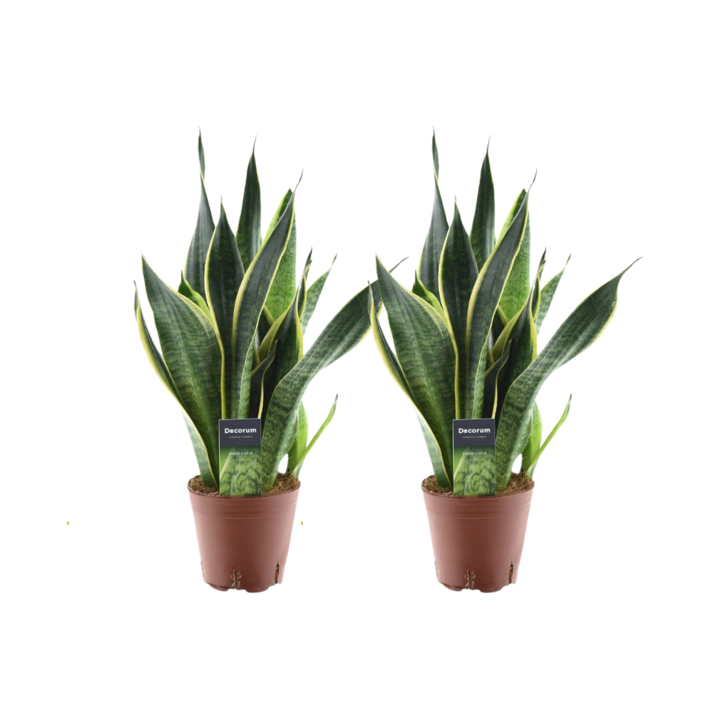 Image of Sansevieria Futura Superba – 2 Zimmerpflanzen – Ø14cm ↕45cm – Bogenhanf mit gelbem Rand – Luftreinigend & pflegeleicht – Ideal für Wohnzimmer & Büro-0