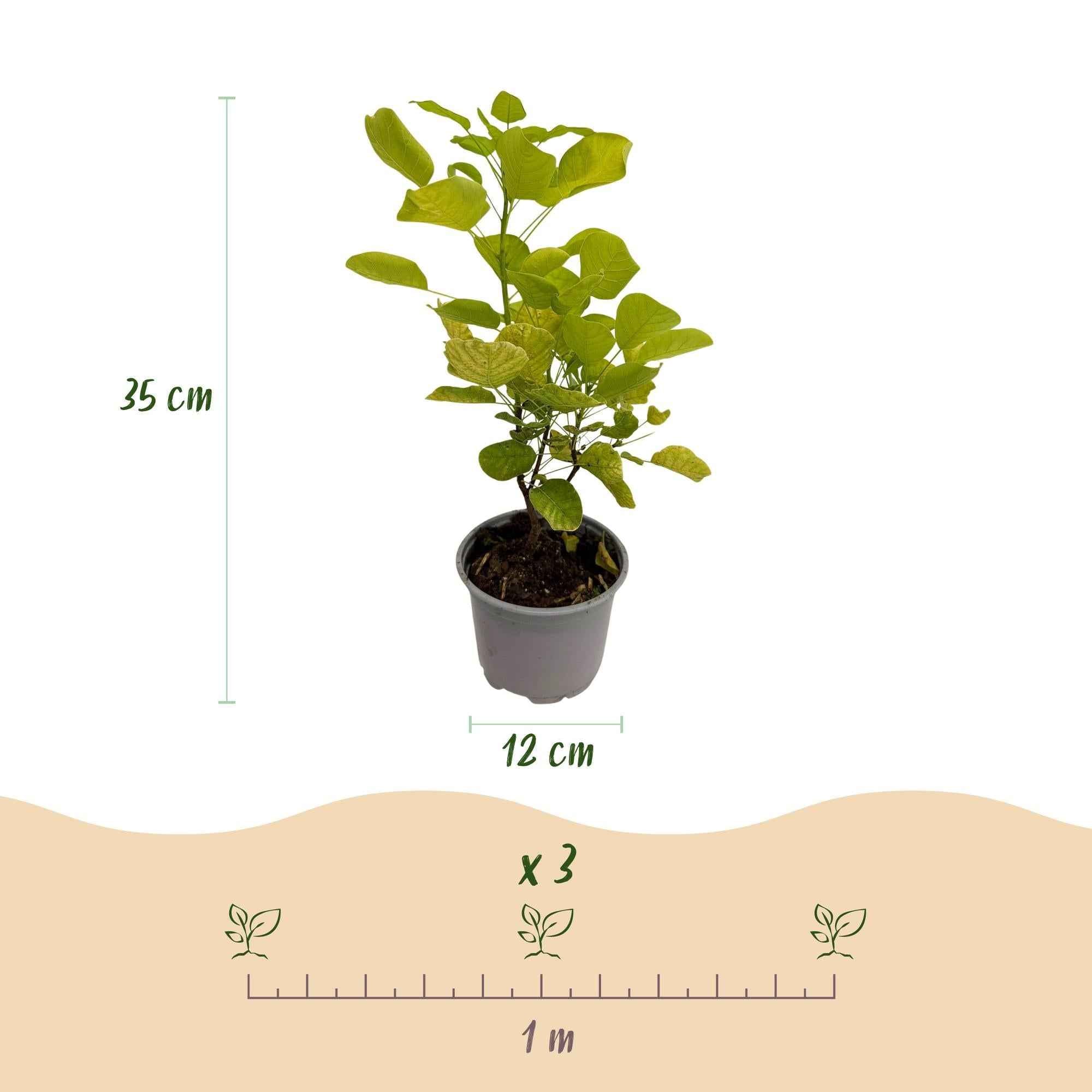 Image of Cotinus coggygria Golden Spirit – Gelbes Laub – 12cm – Höhe ca. 35cm – Laubfallender Perückenstrauch mit gelbem Sommerlaub & orange – Pflegeleicht-2