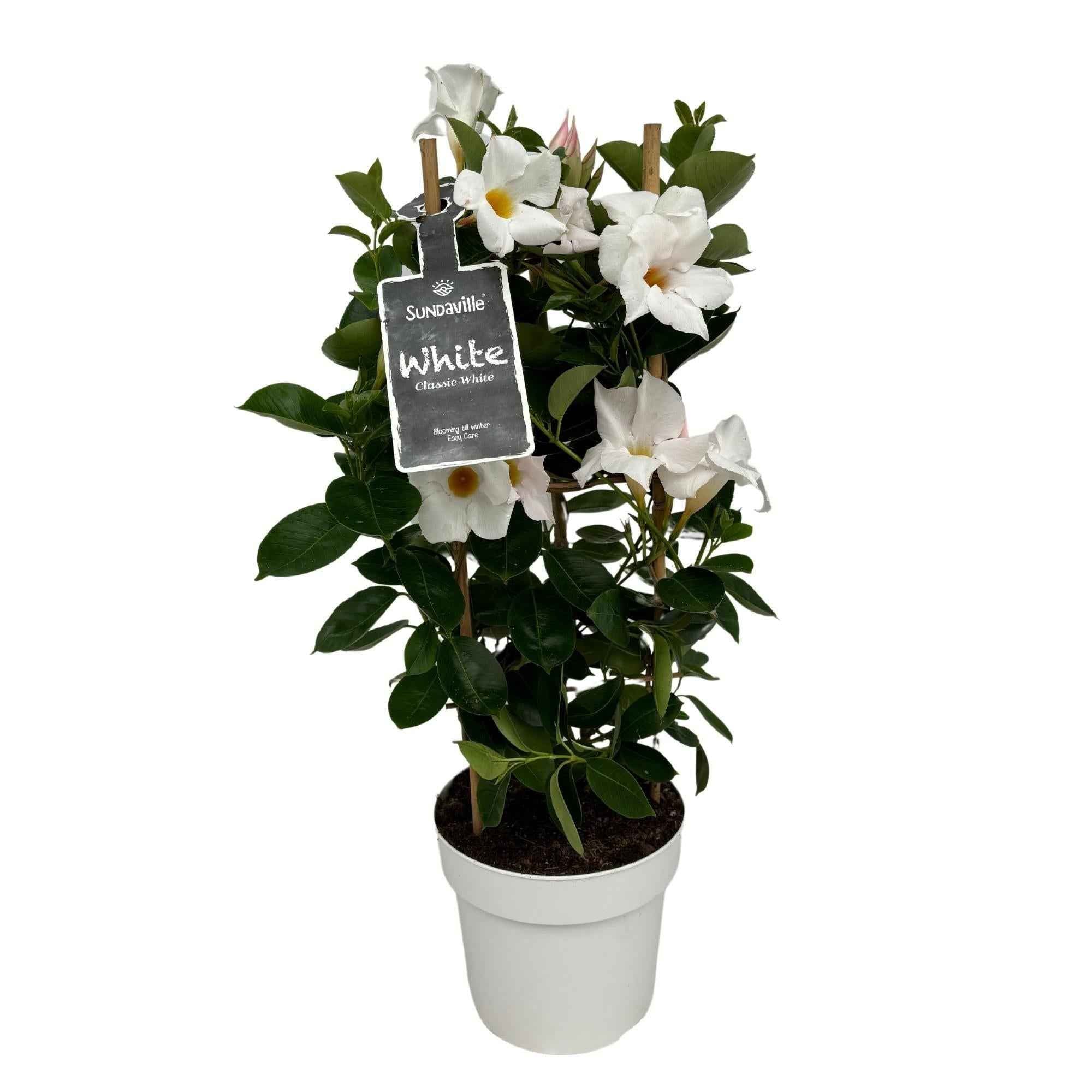 Image of Mandevilla Dipladenia Weiß mit Rankhilfe, blühende Kletterpflanze Ø17cm, Höhe 55cm, weiße Balkonpflanze für Terrasse, Garten, Hauseingang und