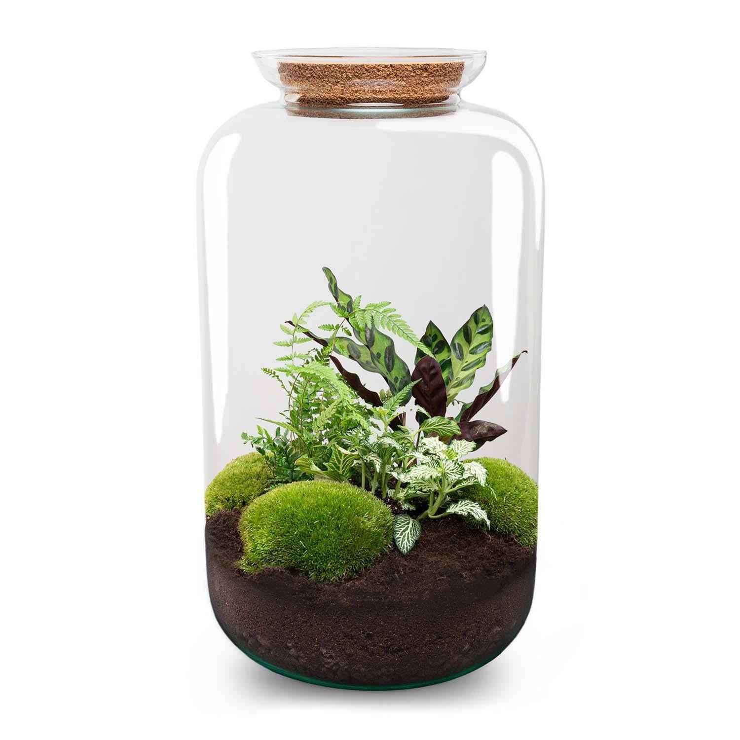 Image of Flaschengarten Botanical Sven XL – DIY Bausatz Terrarium – ↕43cm – Do – It – Yourself Pflanzen – Set mit Korkdeckel – Autarkes Ökosystem-0