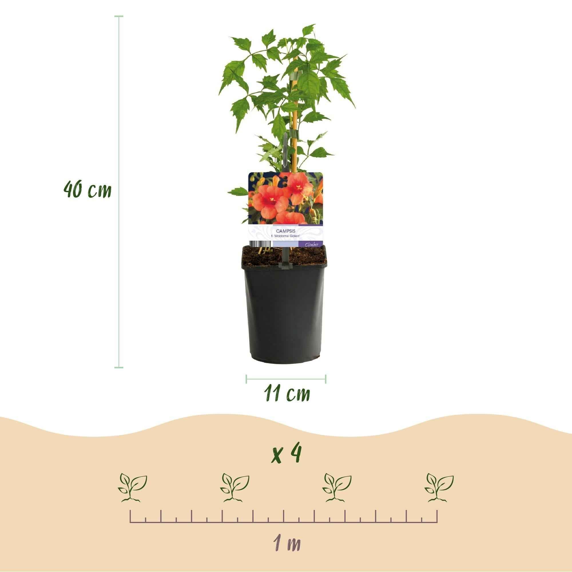 Image of Trompetblume Campsis radicans Madame Galen – Orange Blüten – 2 Pflanzen – 11cm x H40cm – Bis 10m – Pflegeleicht – Ideal für Garten, Balkon & Pergola