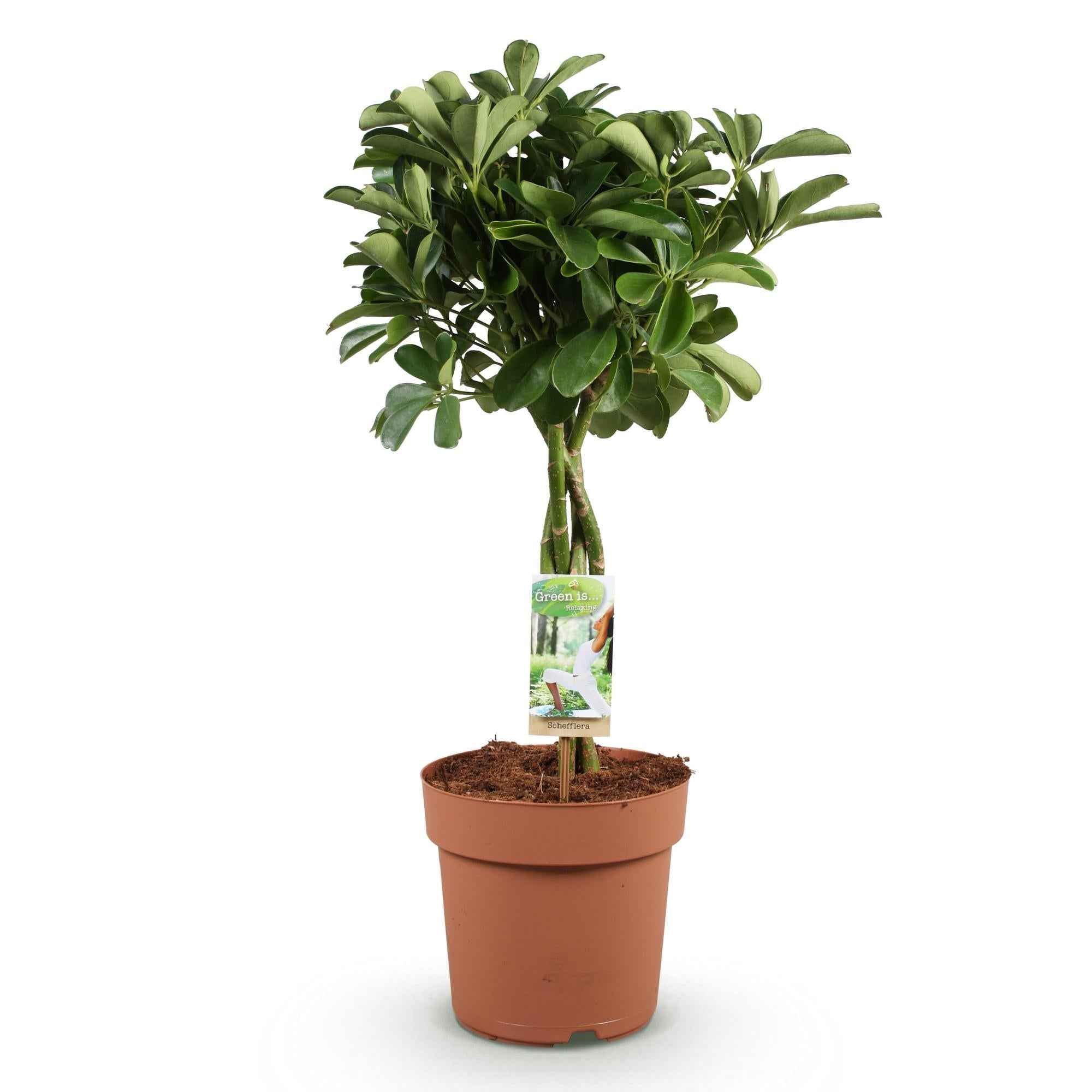 Image of Schefflera Nora – 70-82cm – 21cm – Pflegeleichter Fingerbaum – Dunkelgrüne Zimmerpflanze für Wohnzimmer, Büro & Schlafzimmer – Luftreinigend & robust-0
