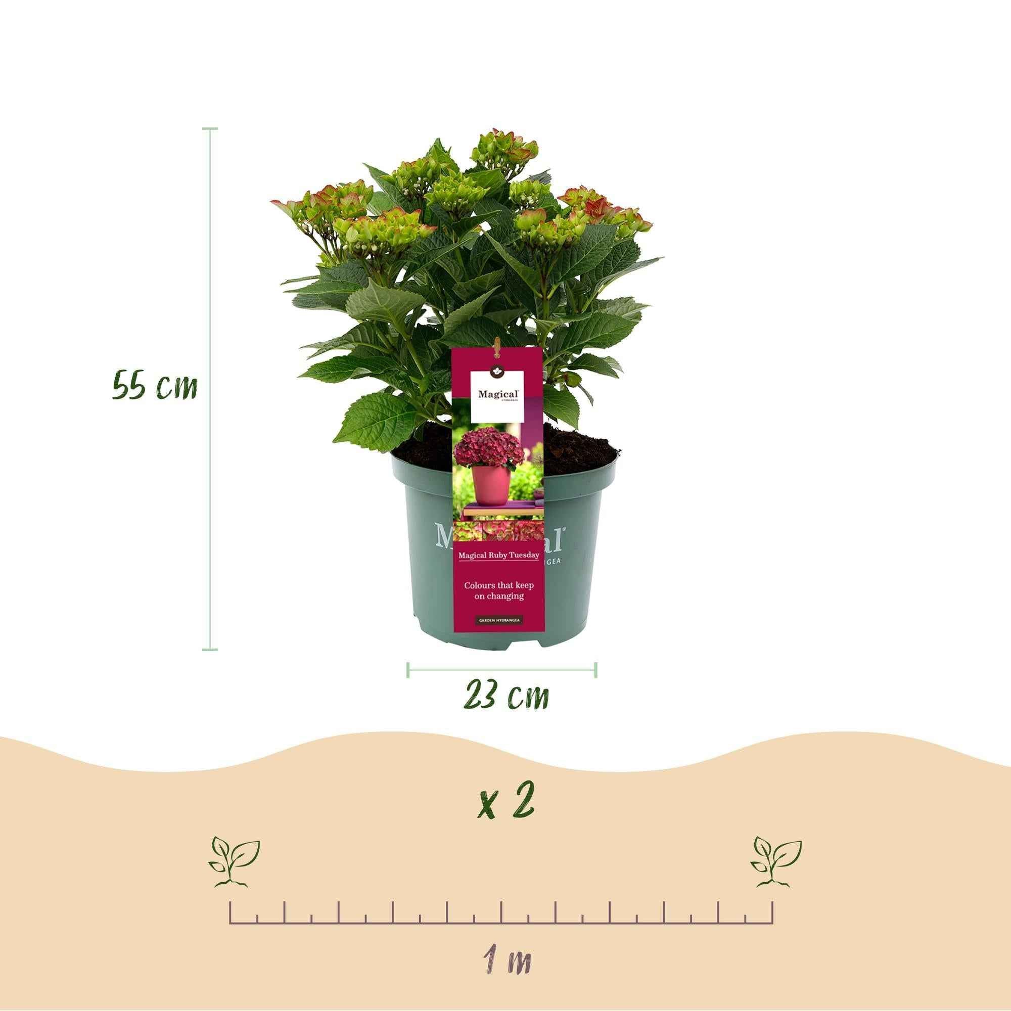 Image of Hydrangea macrophylla Ruby Tuesday & Sapphire – Gartenhortensie – 2 Pflanzen – 23cm – Höhe 55cm – Rot und Blau – Balkonpflanze – 6-10 Blüten-2