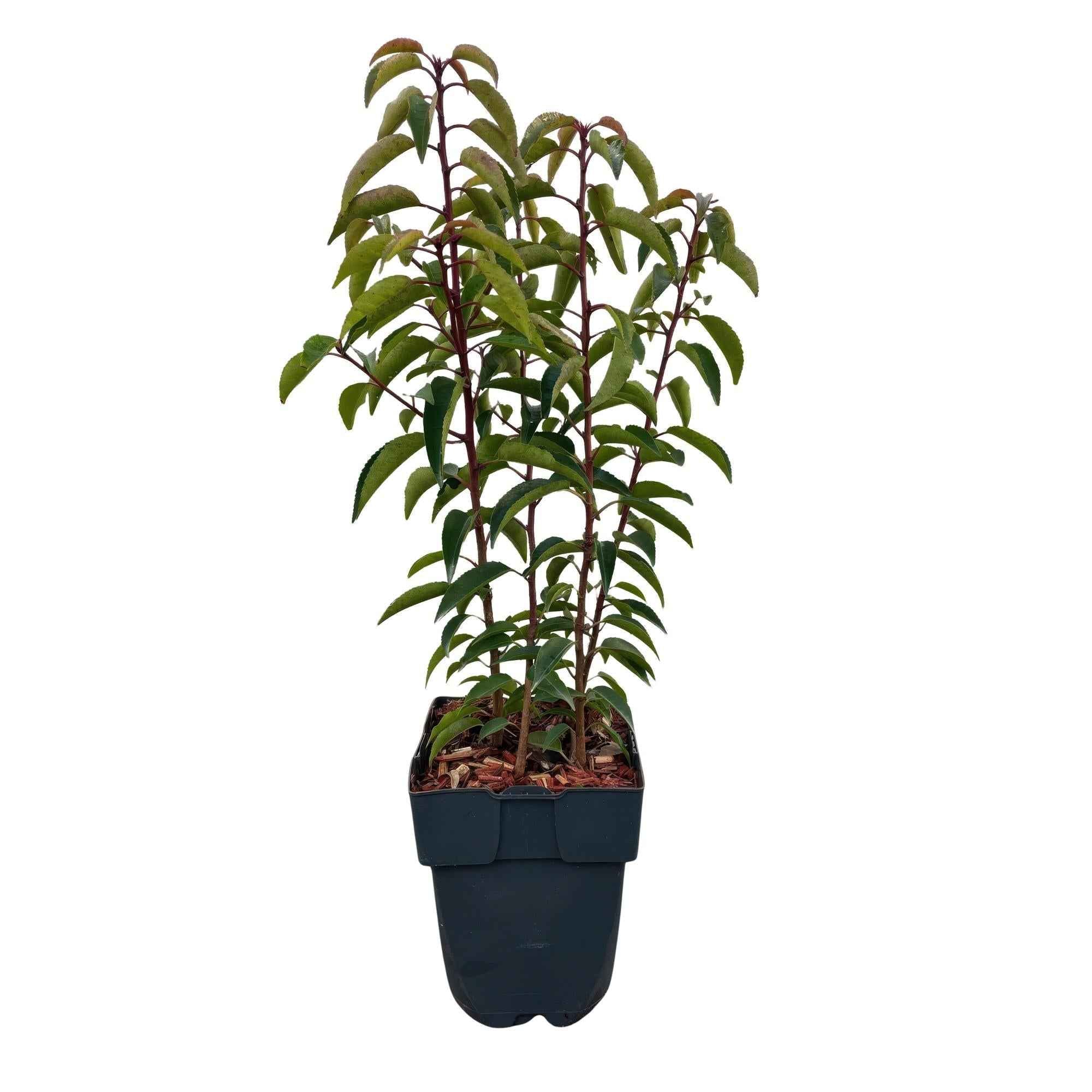 Image of Chickasa – Pflaume – Prunus lusitanica Angustifolia – 6 Pflanzen – Heckenpflanze 1m – Immergrün – Blatt grün – 17cm – Höhe 50cm
