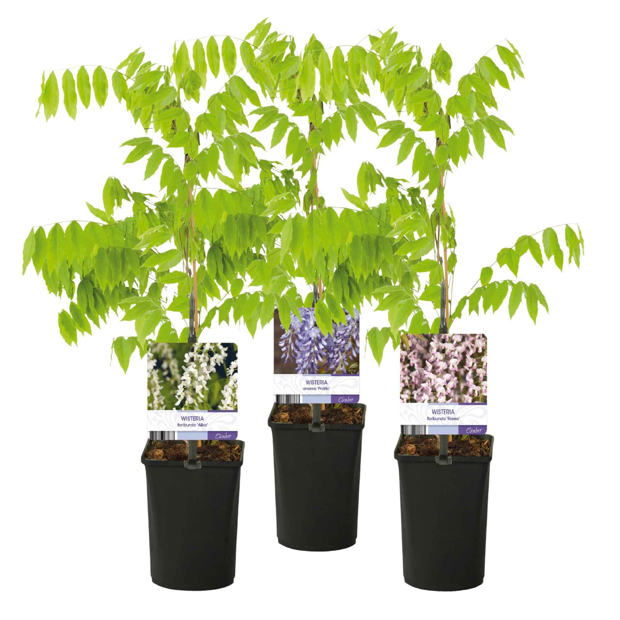 Image of Blauregen Wisteria floribunda Tricolour – Blau, Rosa & Weiß – 3 Pflanzen – 11cm x H40cm – Duftend & Kletterpflanze – Für Pergolen, Zäune & Wände
