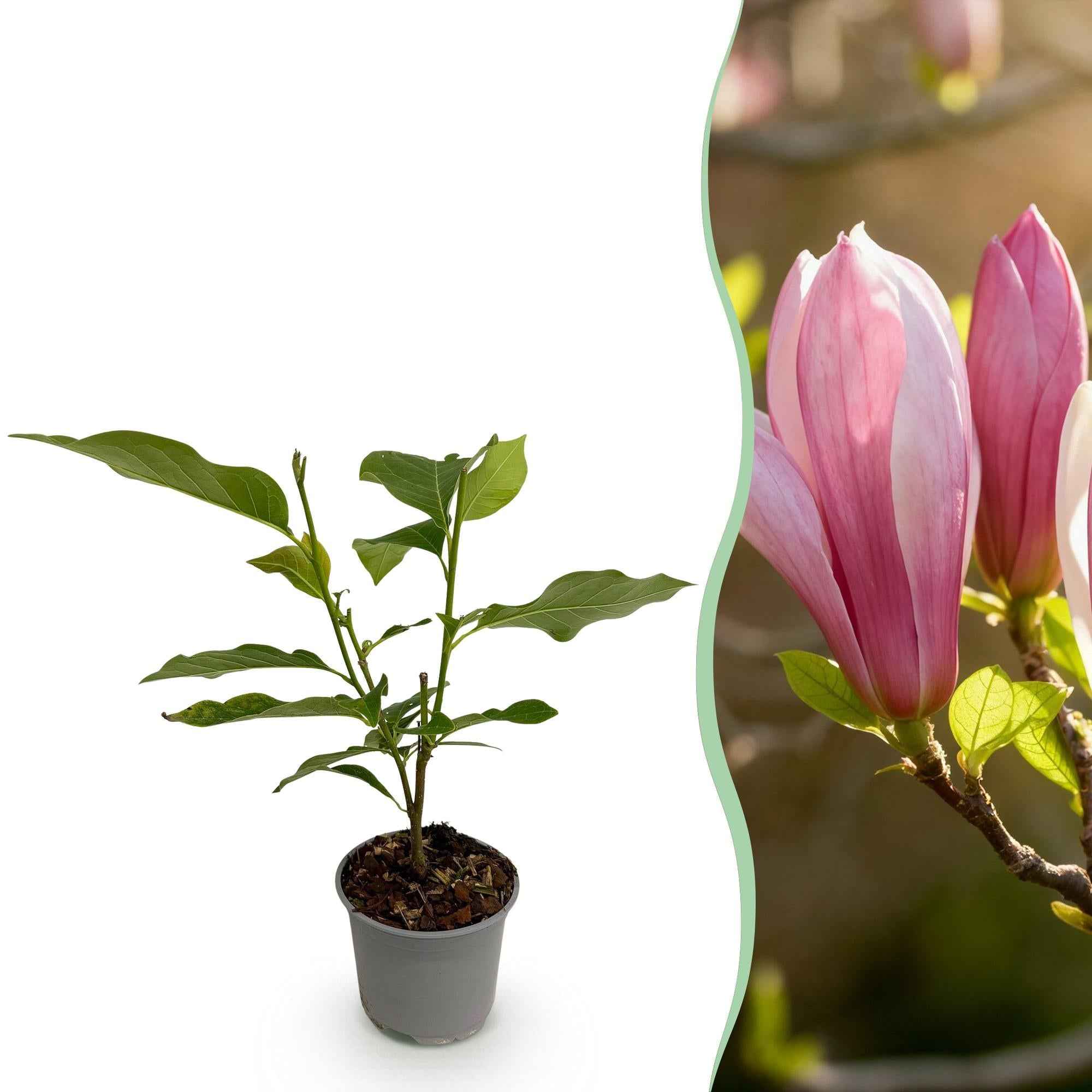 Image of Magnolia Ricki – 12cm – Höhe ca. 30cm – Laubabwerfende Magnolie mit rosa Frühlingsblüten – Pflegeleicht für Beet, Balkon & Terrasse-0
