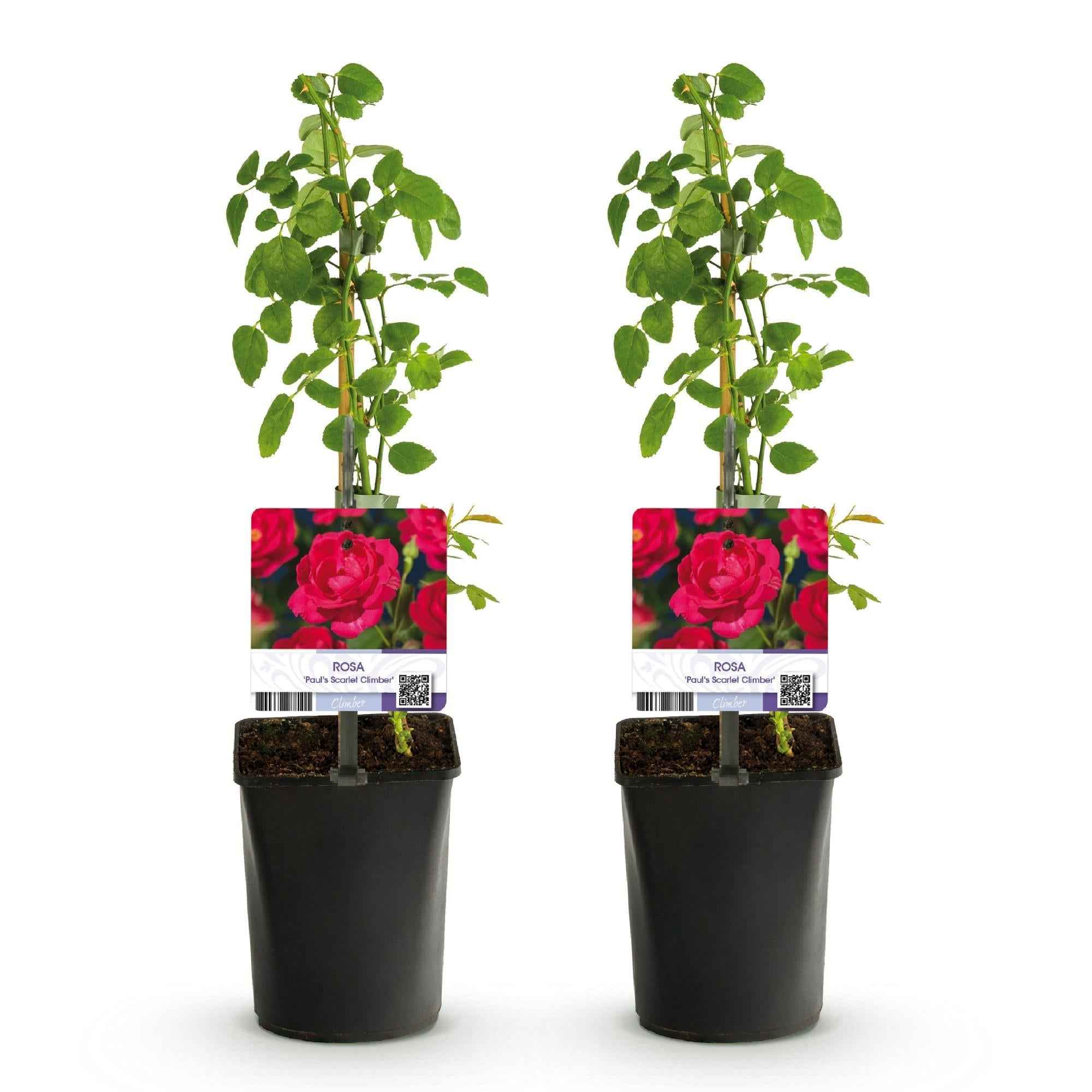 Image of Kletterrose - Rosa Paul Scarlet Climber - Blüte Rot - Wenig Pflege - 2 Pflanzen - Topf 11cm Höhe 40cm-2