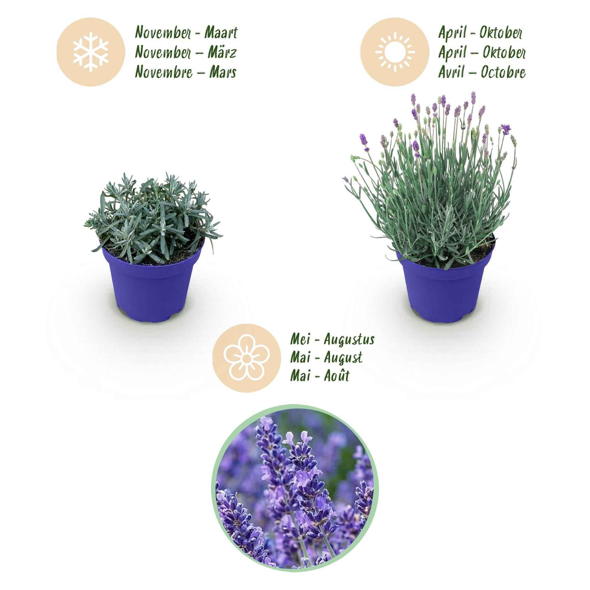 Image of Lavendel Lavandula angustifolia Hidcote winterhart lila 15-25cm 12cm duftend bienenfreundlich für Garten Balkon Terrasse Beet pflegeleicht-3