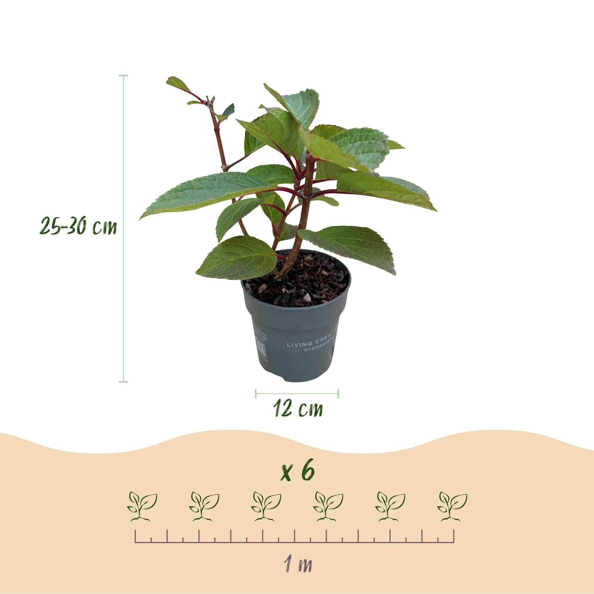 Image of Rispenhortensie Hydrangea paniculata Living Infinity – winterhart – weiß bis hellrosa – 12cm Höhe 20-30cm-3