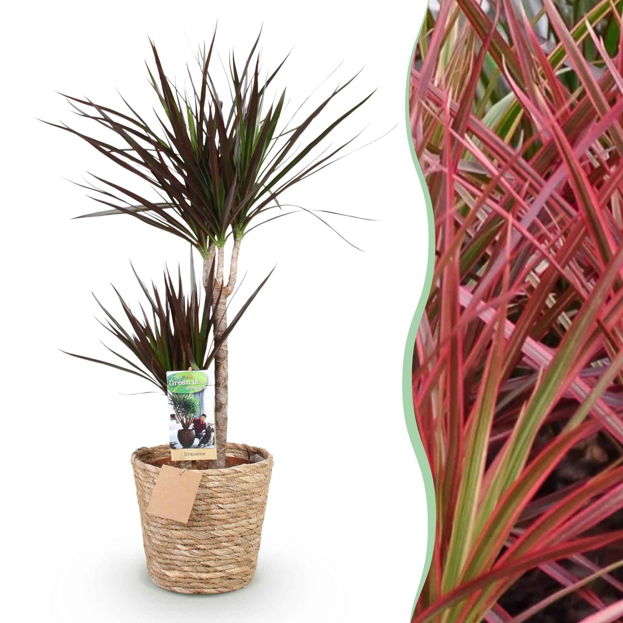 Image of Dracaena Magenta – 90-100cm – 21cm inkl. Naturkorb – Pflegeleichter Drachenbaum – Tiefrote Stängel & grün – magenta Blattwerk
