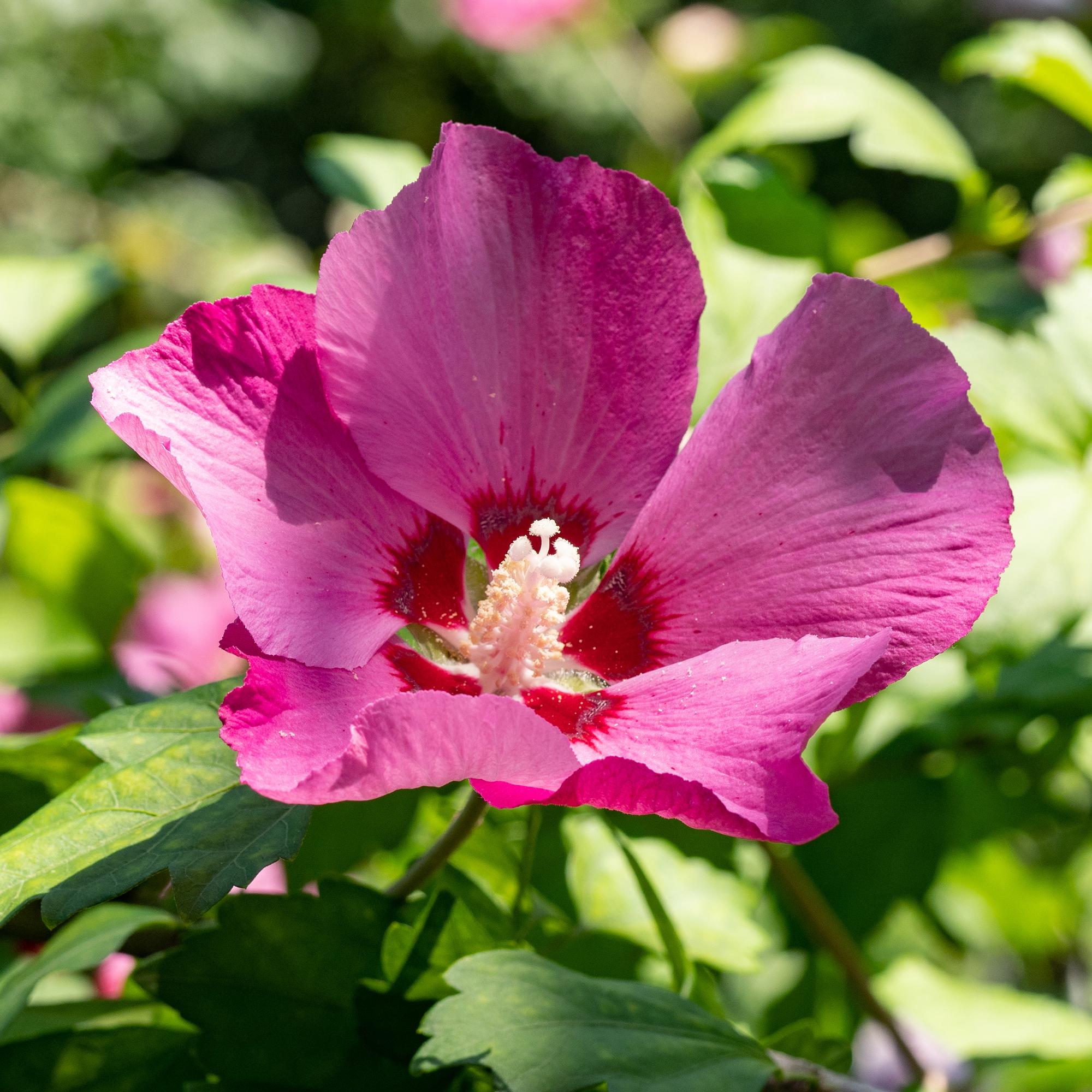Image of Garteneibisch Hibiscus syriacus Woodbridge – Strauch – Blüte Rosa – Laubabwerfend – Pflegeleicht – 17cm Höhe 45cm – Für Garten & Terrasse-0