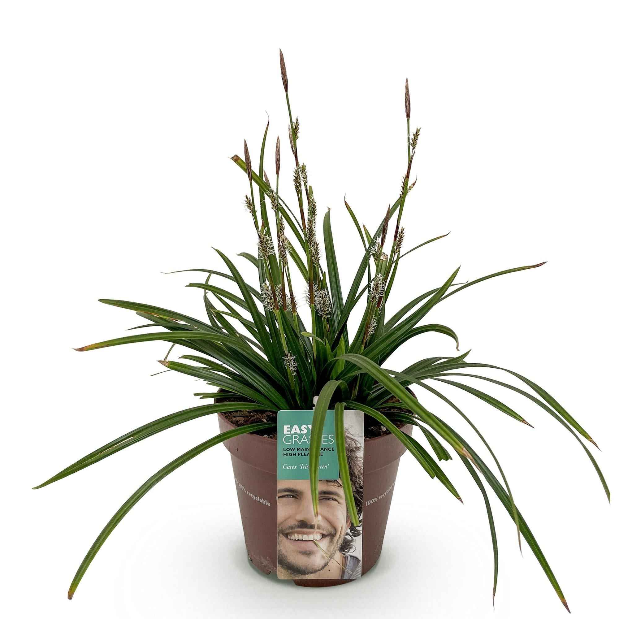 Image of Ziergras Segge Carex morrowii Irish Green – Immergrün & winterhart – Frischgrünes Ziergras – Höhe ca. 50cm – 17cm – Für Beet, Kübel & Terrasse-0