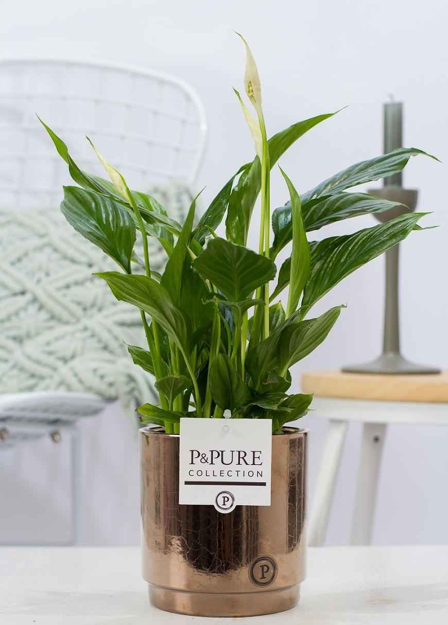 Image of Spathiphyllum im Keramiktopf – Friedenslilie – Goldbronze – Ø12cm ↕35cm – Einblatt mit weißen Blüten – Luftreinigende Zimmerpflanze-0
