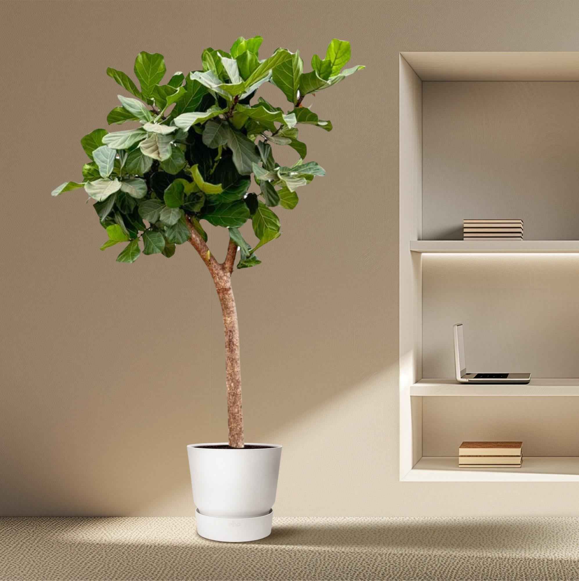Image of Ficus Lyrata Baum XXL 230cm – Geigenfeige Zimmerpflanze extra groß – Ø40-45cm – große glänzende Blätter – ideal für Wohnzimmer & Büro-2