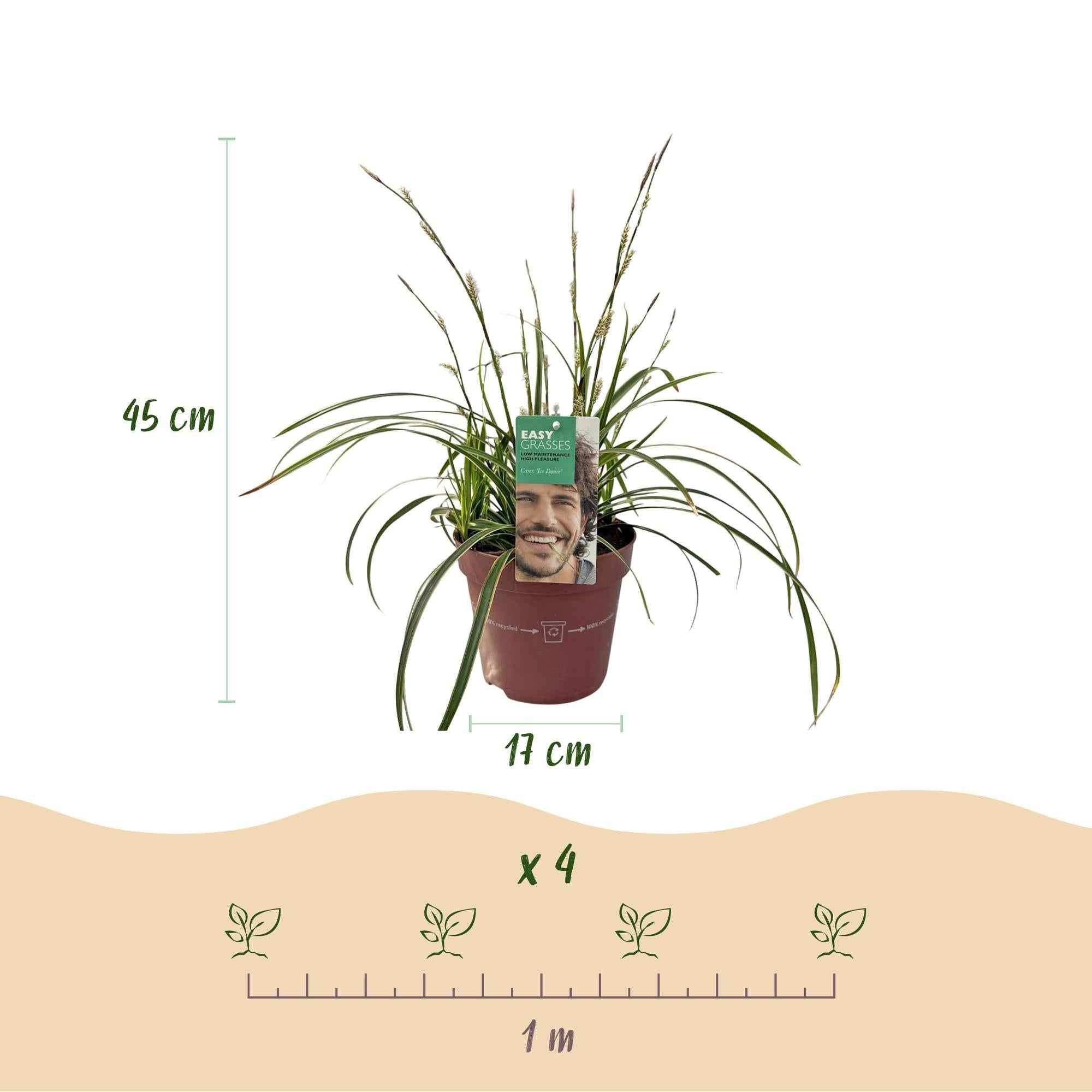Image of Weißrandige Segge Carex morrowii Ice Dance – 2 Pflanzen – Ø17cm – Immergrün, winterhart & pflegeleicht – Weiß – grüne Blätter – Höhe ca. 50cm-2
