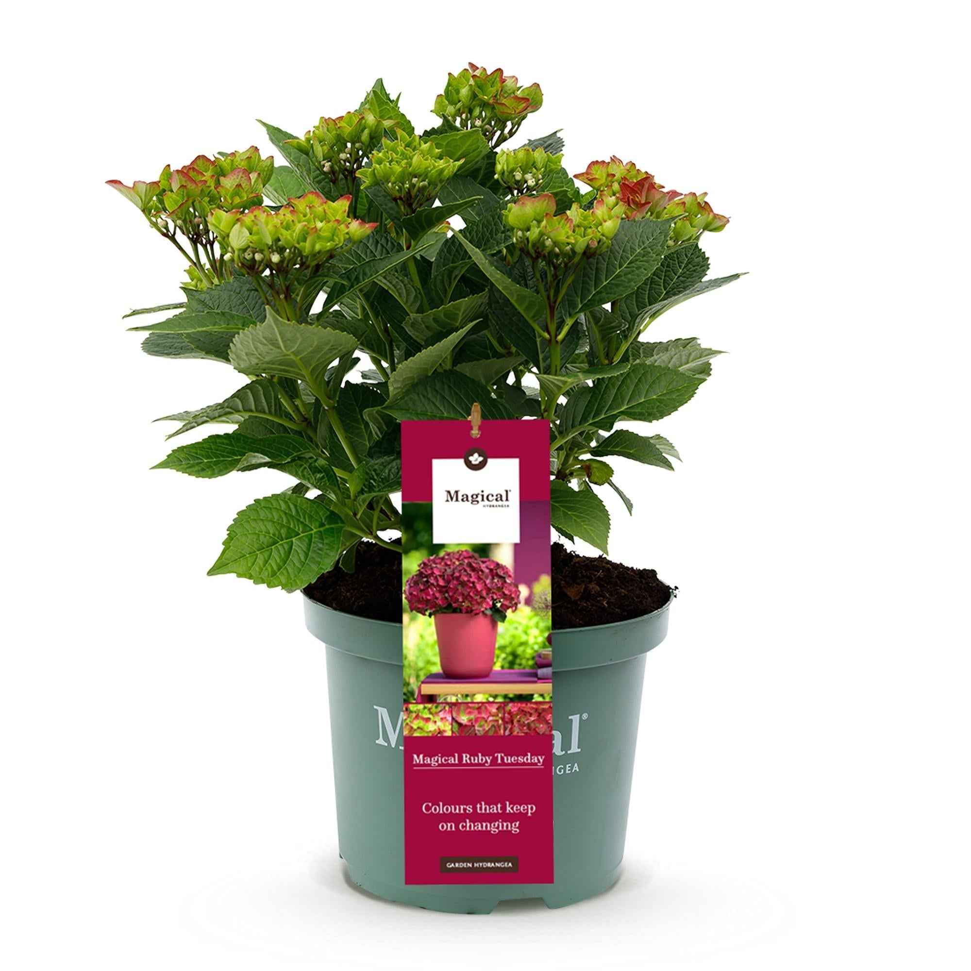 Image of Hortensie Magical Ruby Tuesday & Saphire – 2 Pflanzen – Hydrangea macrophylla – 23cm – Ca. 55cm hoch – 6-10 Blüten – Für Balkon, Terrasse & Beet-1