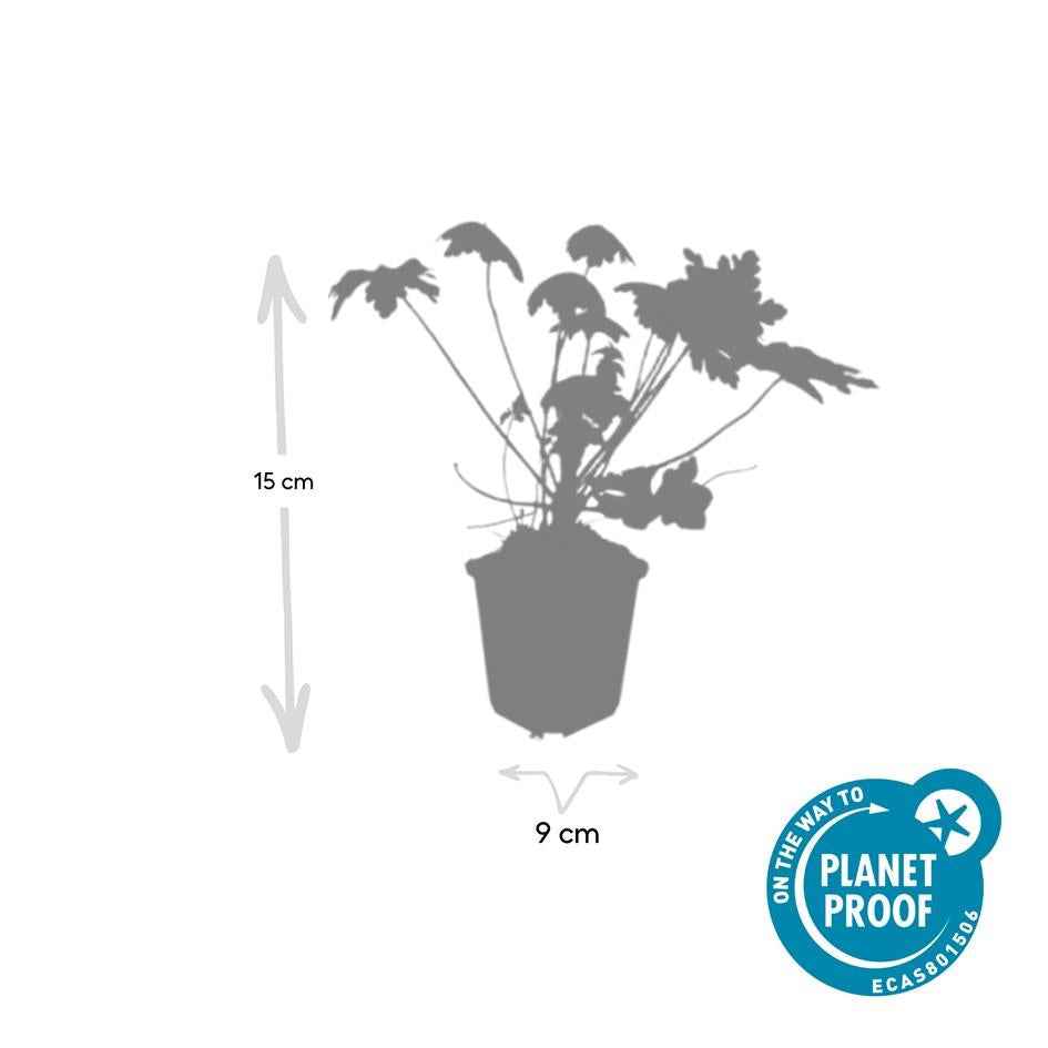 Image of Geranium macrorrhizum 'Spessart' – Bodendecker – 24 Pflanzen – Ø9cm – ↕10-25cm – Weiß blühend & winterhart – Für Sonne & Schatten-3