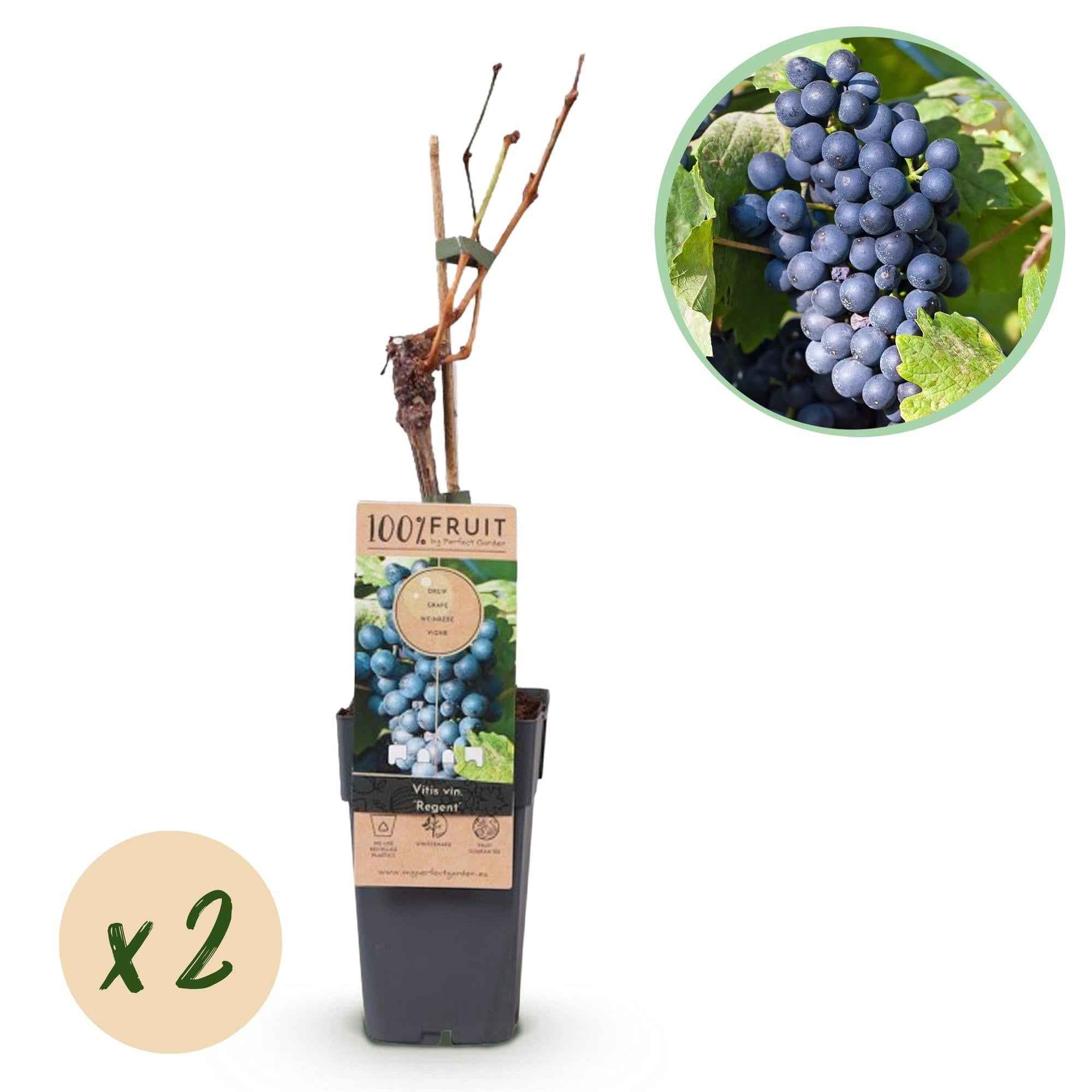 Image of Weinrebe – Blaue Traube – Vitis vinifera Regent – Obstpflanze – 2 Pflanzen – 15cm – Höhe ca. 50cm