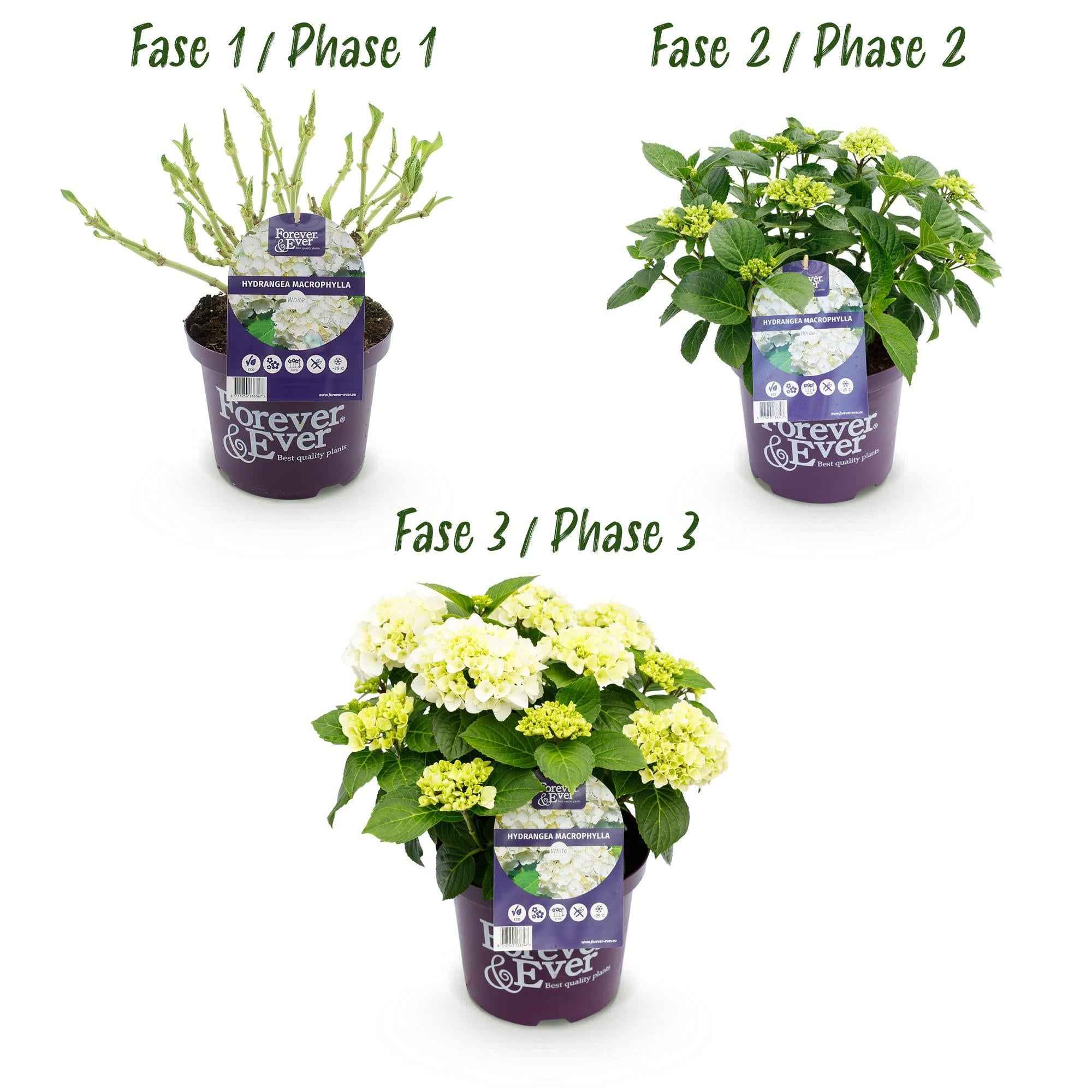 Image of Hydrangea Forever & Ever Weiß – Hortensie Ø23cm – ↕55cm – 2 Pflanzen – Winterhart & reichblühend – Balkon & Garten – 7-12 Blüten-3