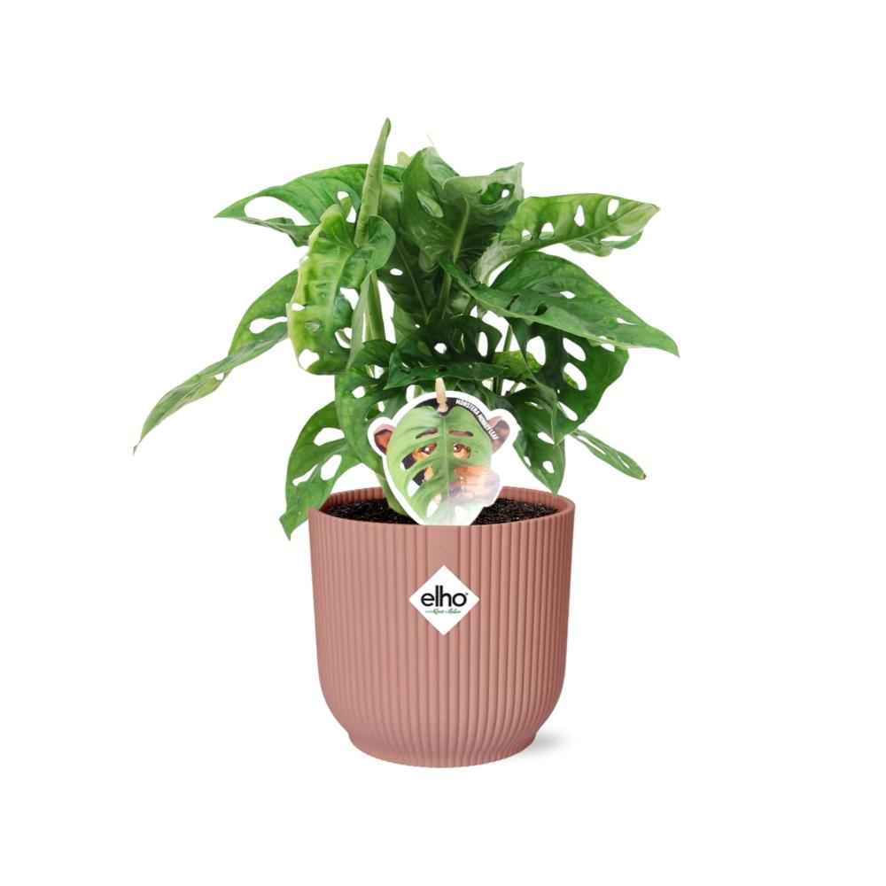 Image of Fensterblatt – Monstera ‘Monkey Leaf’ im Topf Vibes Fold 14cm – Zimmerpflanze im Dekotopf Rose – Pflegeleicht & luftreinigend-1
