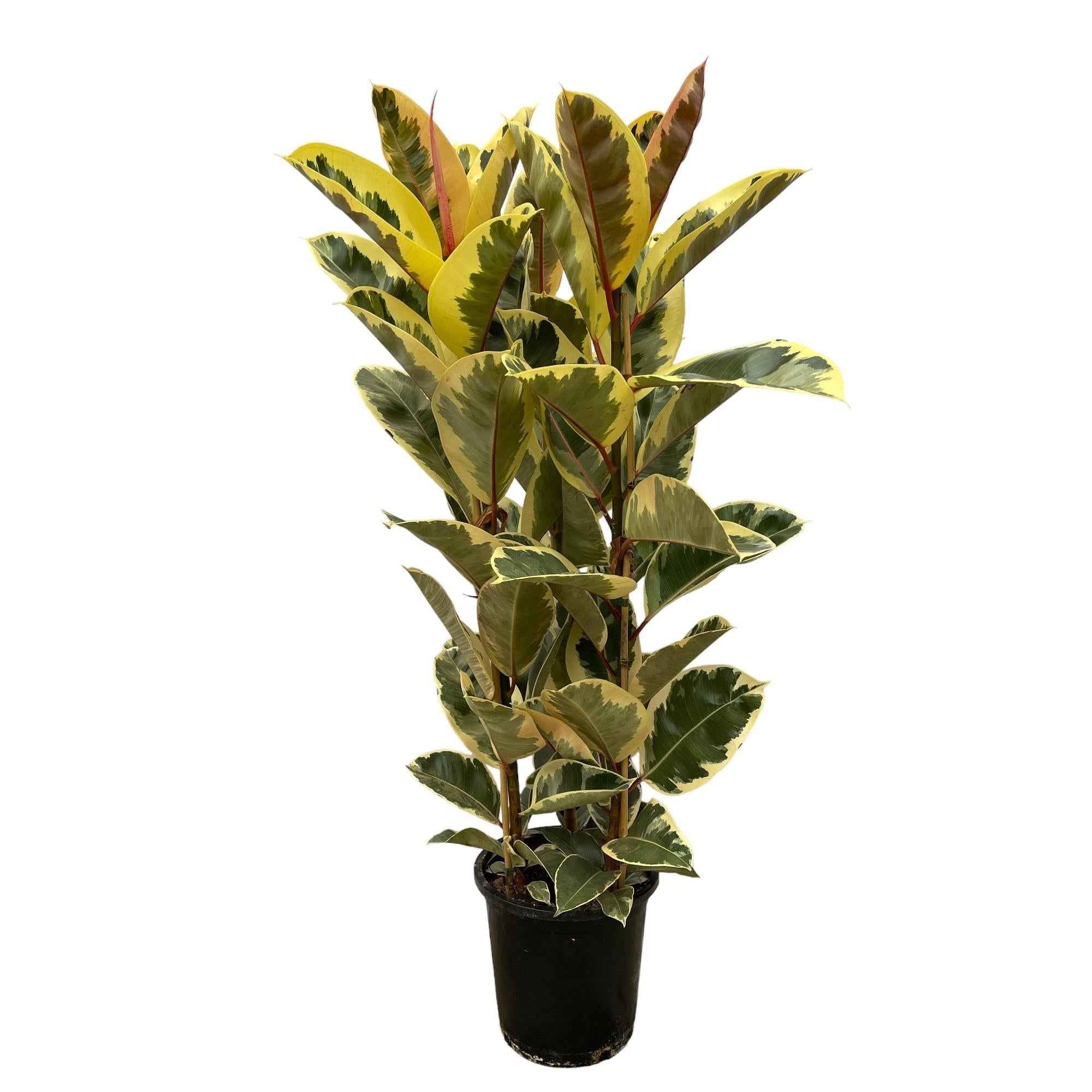 Image of Ficus Elastica 'Tineke' – Gummibaum – Zimmerpflanze – Ø28cm – Höhe ca. 160cm – Großblättrige, pflegeleichte Pflanze – Für helle Innenräume & Büros-0