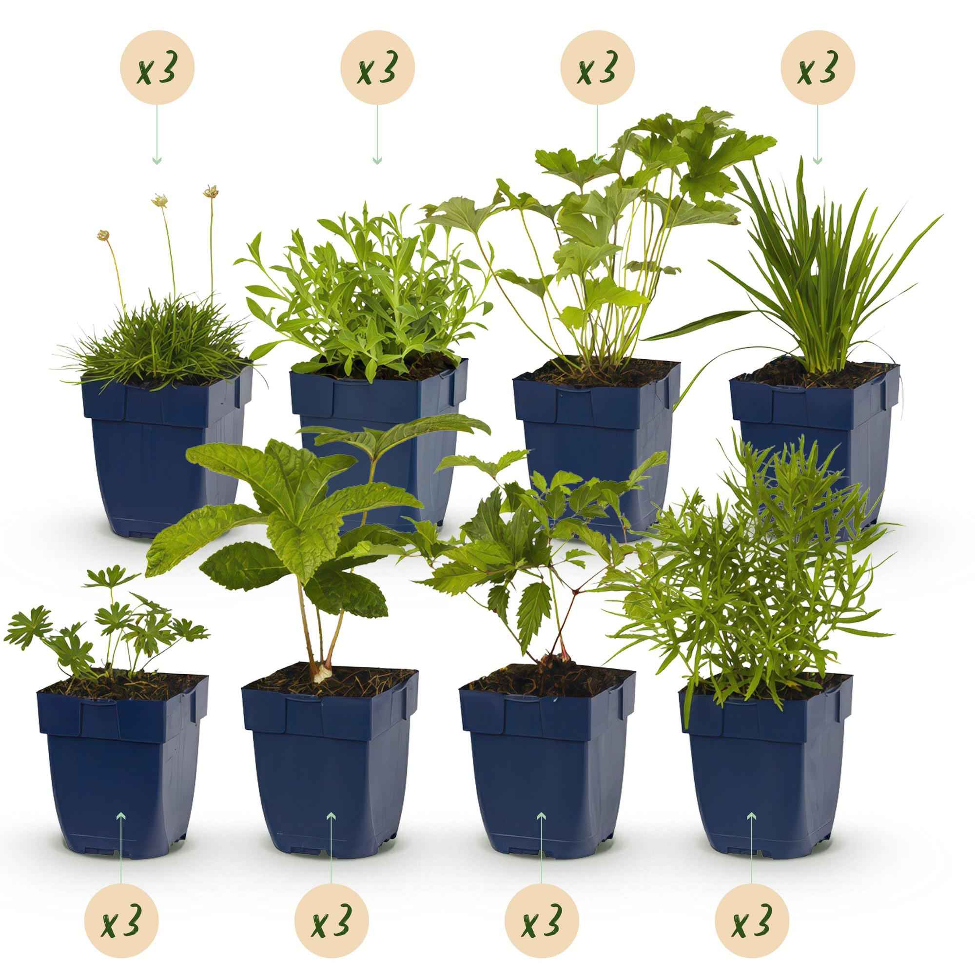 Image of Staudenset Weiß – 24 weißblühende Stauden für ca. 3m² – Elegantes Borderpaket für sonnige Gartenbereiche – Pflegeleicht & harmonisch abgestimmt-1
