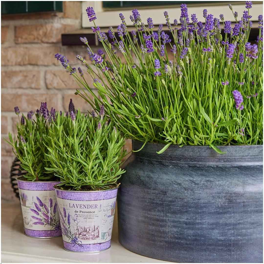 Image of Echter Lavendel Lavandula stoechas Anouk – 3 Pflanzen – Duftender Schopflavendel im Dekotopf Lavenderprint – Ø13cm – Winterhart-1