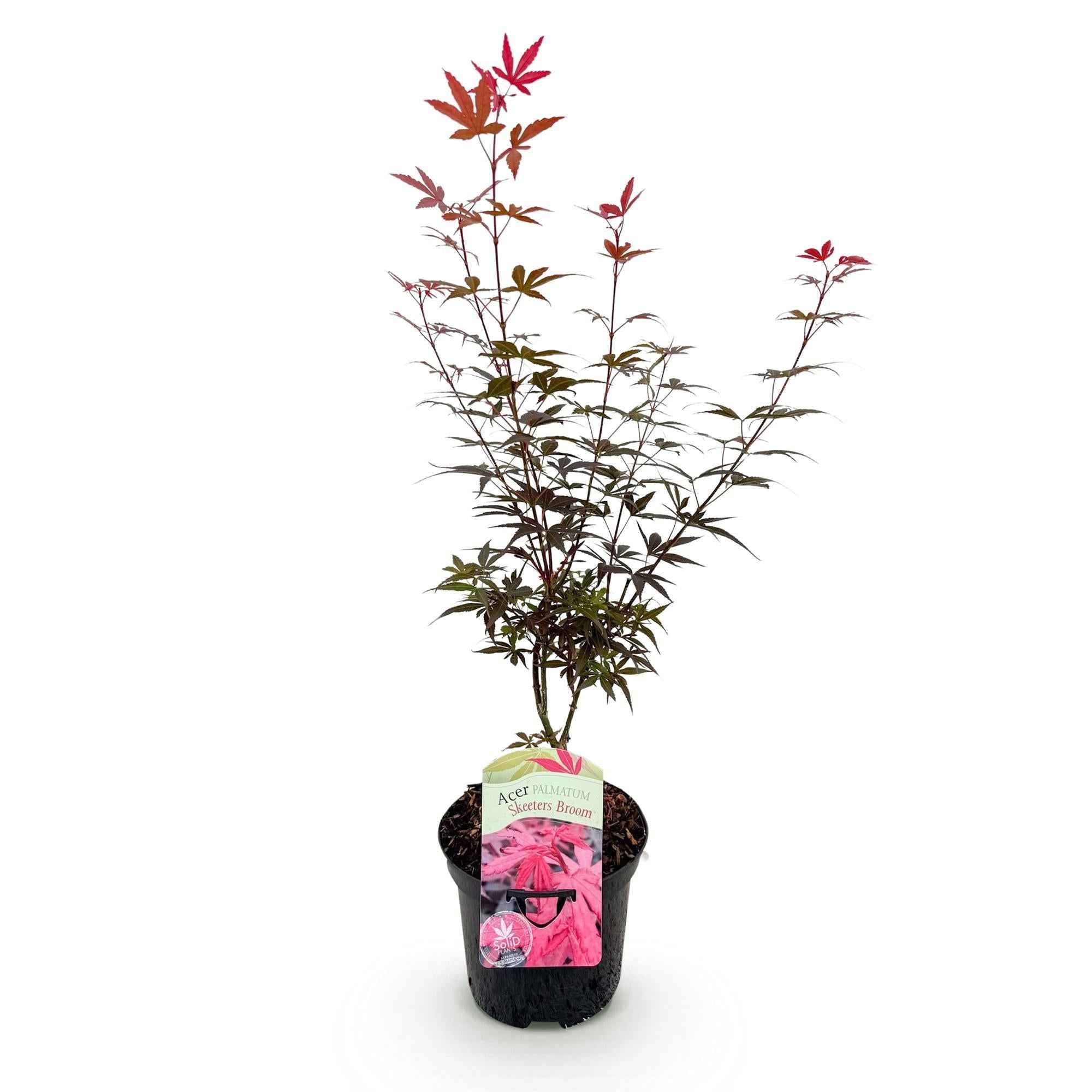 Image of Japanischer Ahorn Acer palmatum 'Skeeter’s Broom' – Lila – Balkon – & Gartenpflanze – Ø19cm – Ca. 70cm hoch