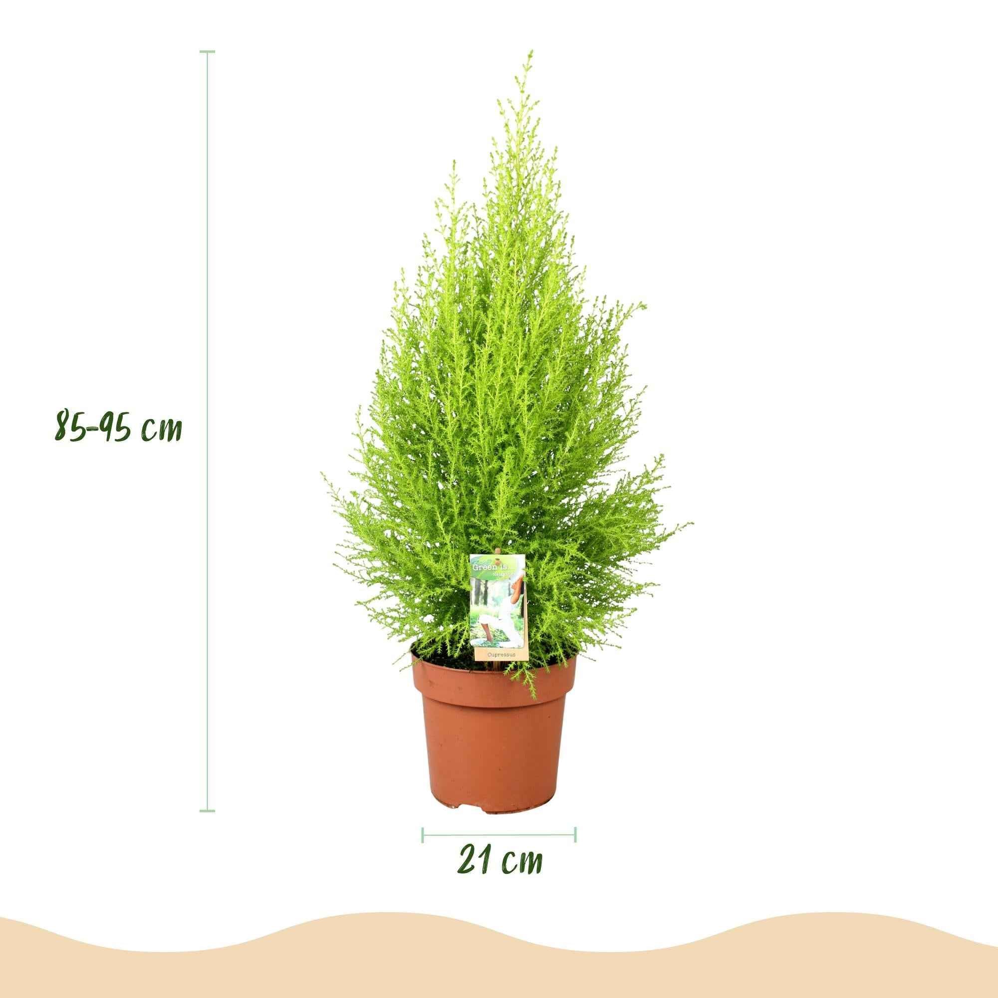 Image of Cupressus Gold Crest Wilma – Zimmerkonifere – 21cm – Höhe 85-95cm – Pflegeleichte goldgrüne Pflanze für Wohnzimmer, Büro und moderne Interieurs-2