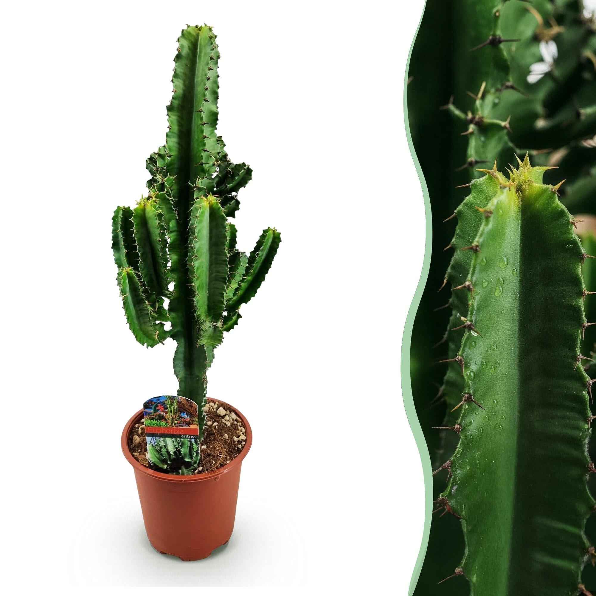 Image of Euphorbia eritrea – Afrikanischer Milchbaum – 60cm – 17cm – Pflegeleichter Wolfsmilchkaktus in kräftigem Grün-1