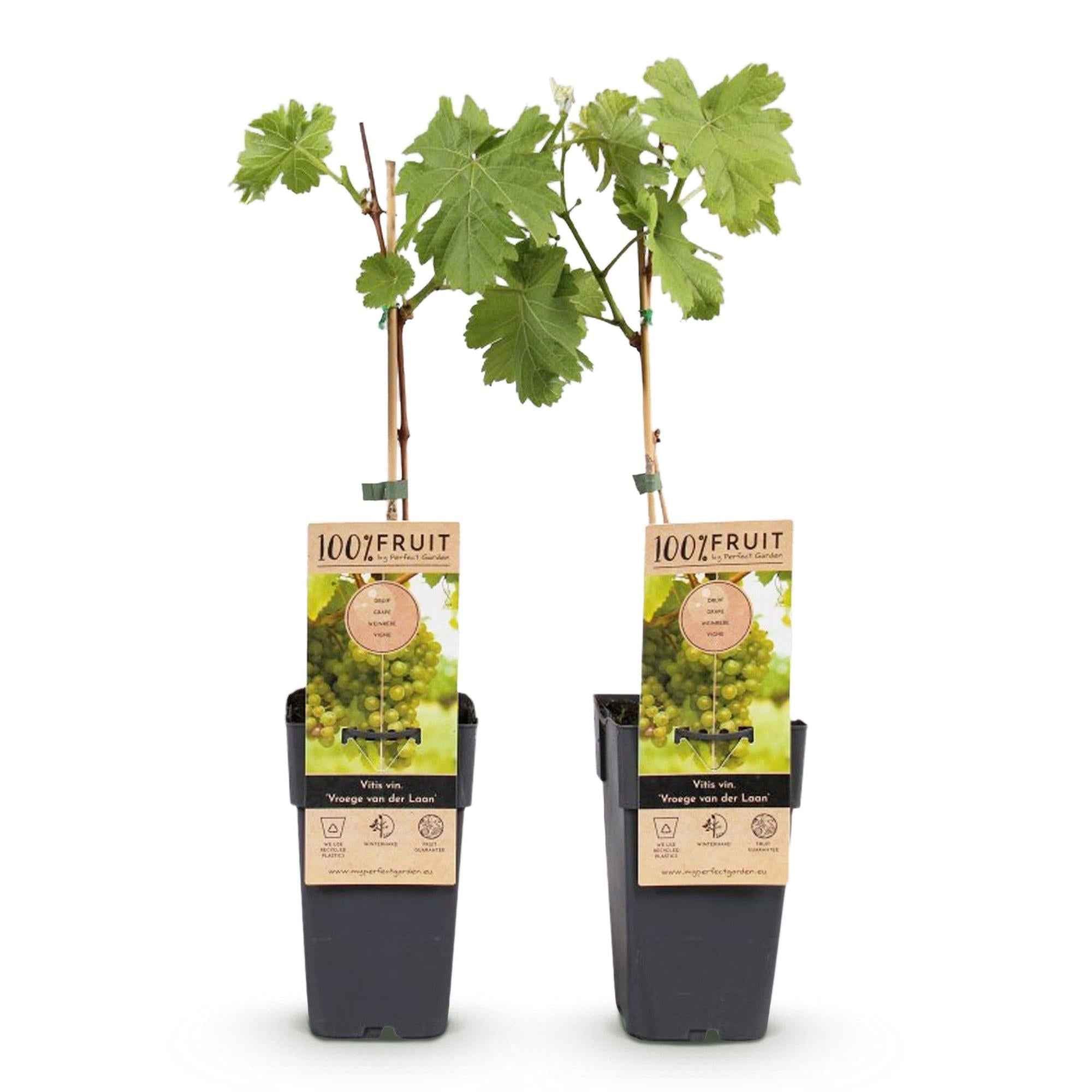 Image of Weinrebe Vitis vinifera Frühzeit von der Laan – Weiße Traube – 2 Pflanzen – Obstpflanze – 15cm – Höhe 50cm