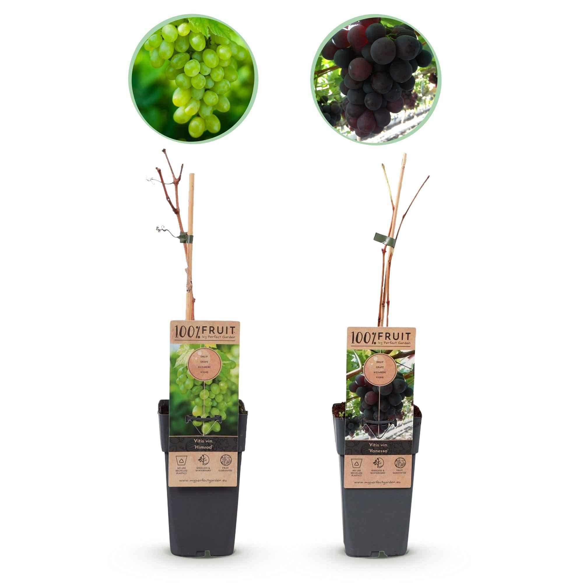 Image of Weinrebe – Vitis vinifera Vanessa & Himrod – Kernlose lila & weiße Trauben – 2 Pflanzen – Obstpflanze – 15cm – Höhe 50cm-1