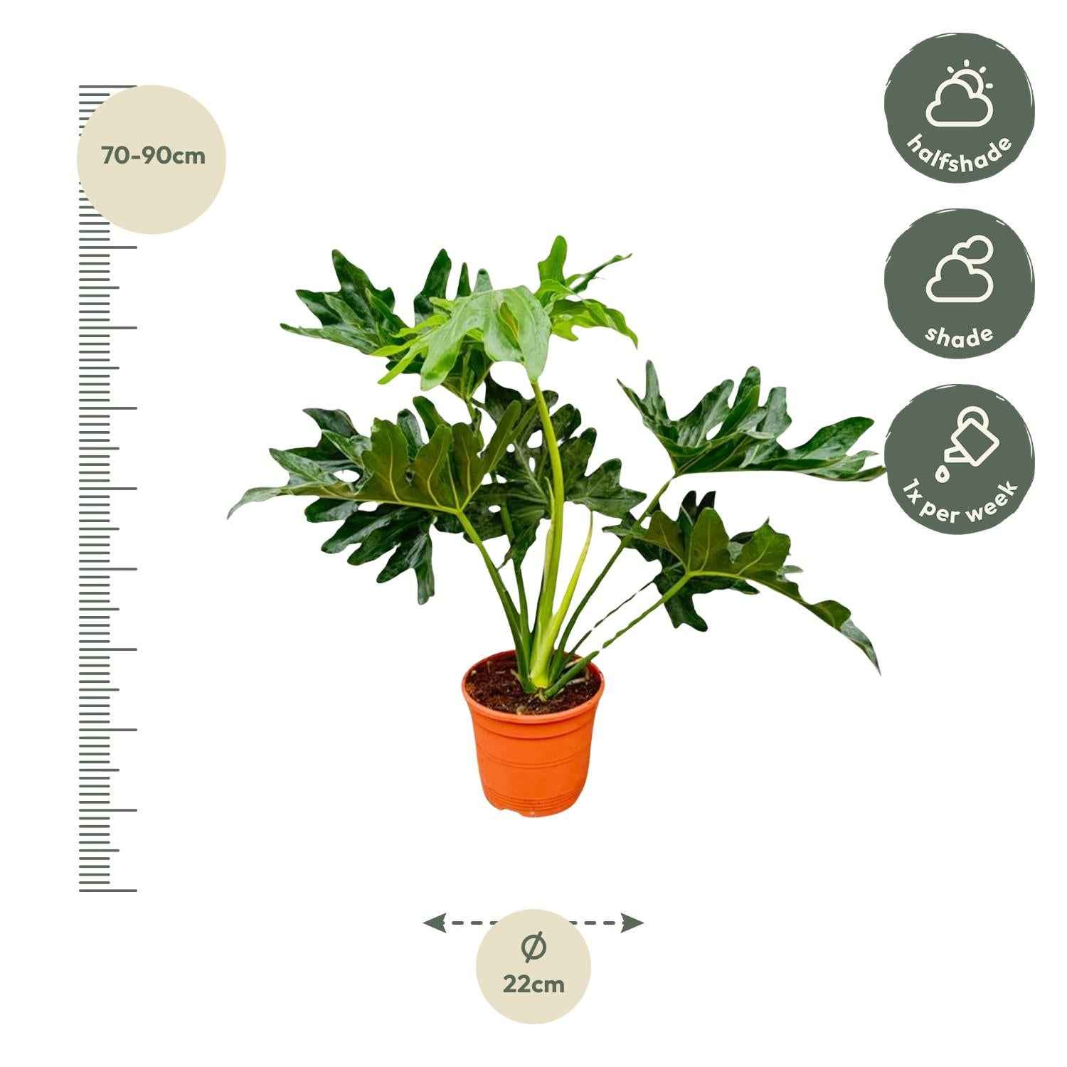 Image of Baumfreund Philodendron Selloum – 60cm – Ø22cm – Tropische Zimmerpflanze mit großen, tief eingeschnittenen Blättern – Pflegeleicht & luftreinigend-1
