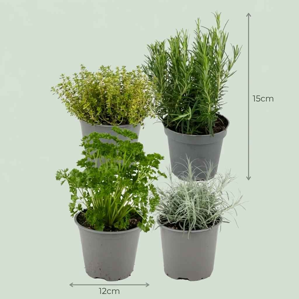 Image of Kräutermischung – 4 Pflanzen – Ø12cm – Höhe 12-15cm – Basilikum Oregano Thymian Rosmarin Mix-2