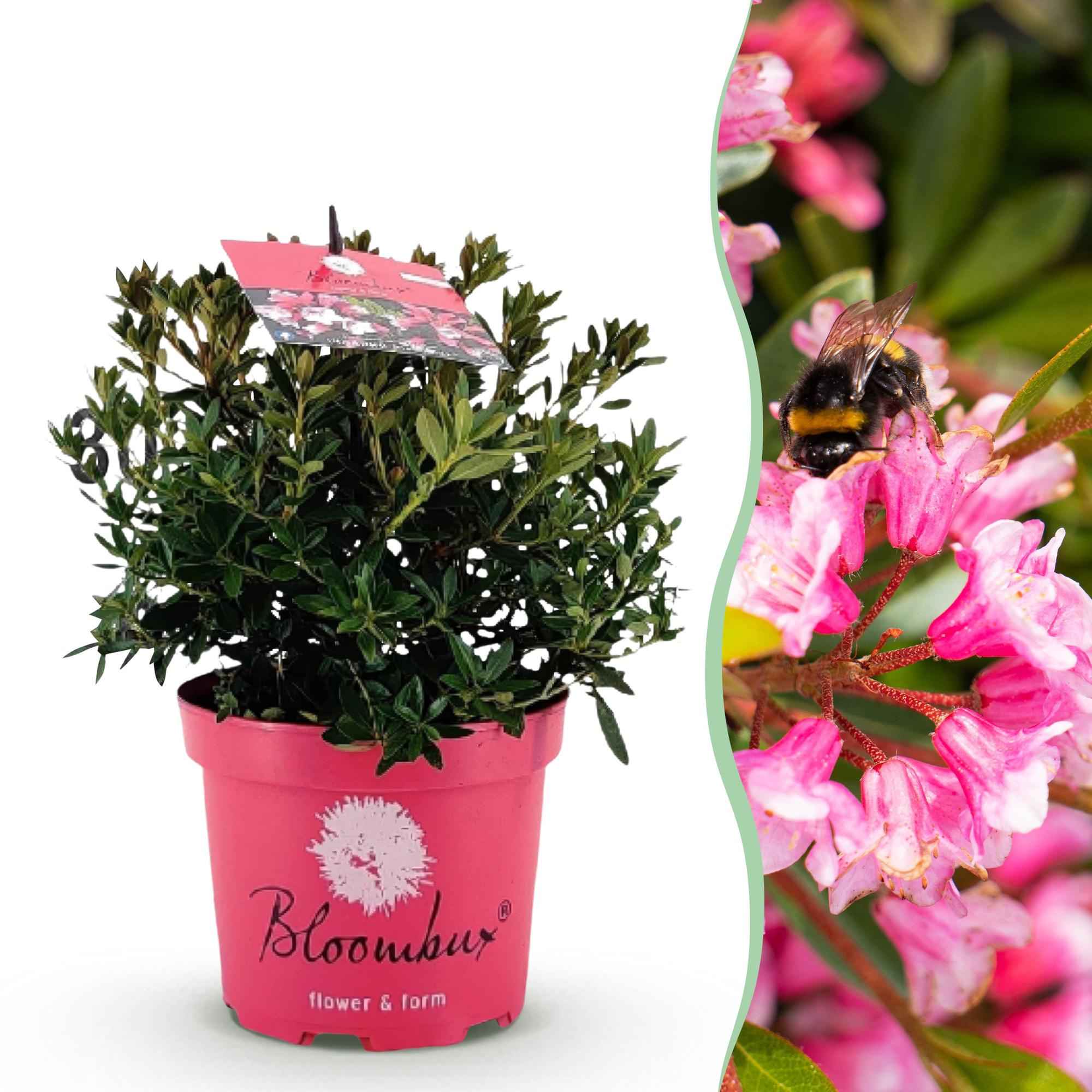 Image of Rhododendron Bloombux Magenta – Zwerg-Rhododendron als Buchsbaum-Ersatz – Winterharte Gartenpflanze – 17cm ↕30-40cm-0