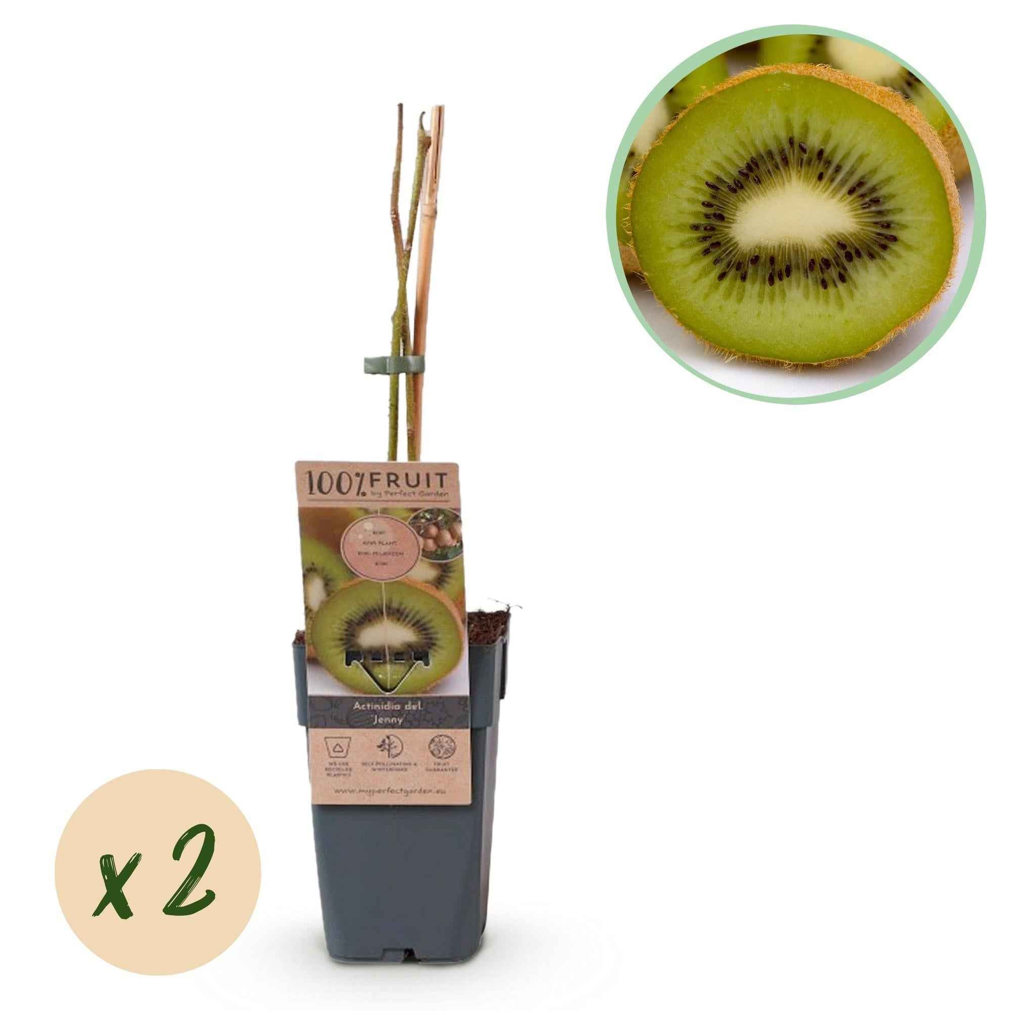Image of Kiwi Pflanze Actinidia deliciosa 'Jenny' – 2er – Set – Obstpflanze 15cm – ca. 50cm hoch – Selbstfruchtend – Für Garten & Balkon-1