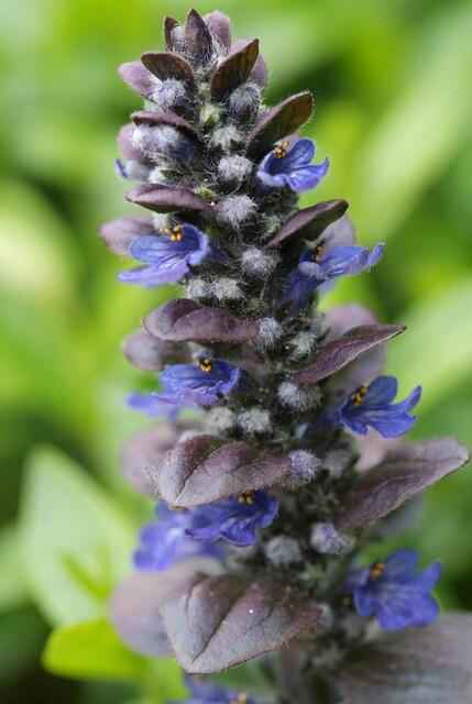 Image of Großblättriger Günsel – Ajuga reptans 'Catlin's Giant' – ↕10-25cm – Ø9cm – 60 Pflanzen – winterharter Bodendecker-3
