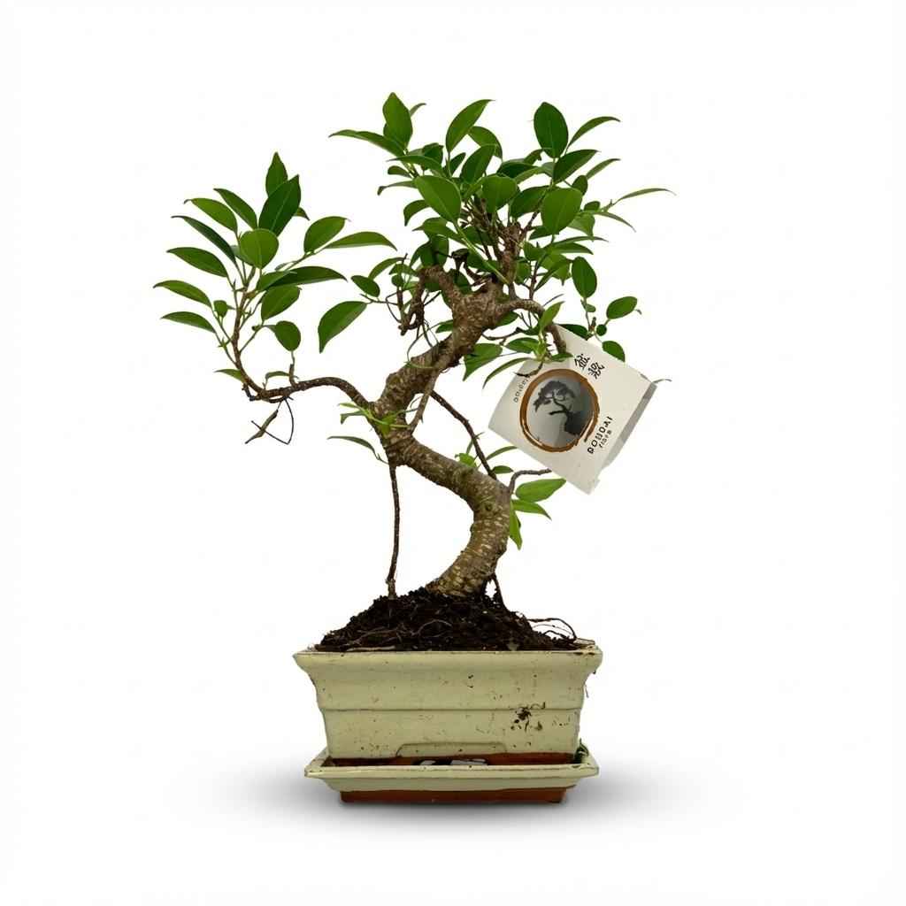 Image of Bonsai Baum Ø15cm Höhe 30-35cm – Klassischer Miniaturbaum mit geschwungenem Stamm – In edler Keramikschale – Dekorative Zimmerpflanze-0