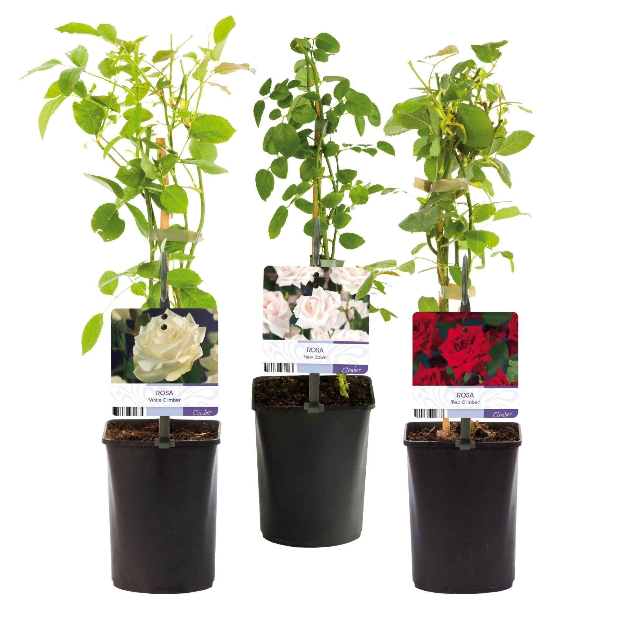 Image of Kletterrose – Rosa Tricolour – Blüte Rosa – Weiß – Rot – 3 Pflanzen – Duftend – Geringer Pflegeaufwand – 11cm – Höhe ca. 40cm-1