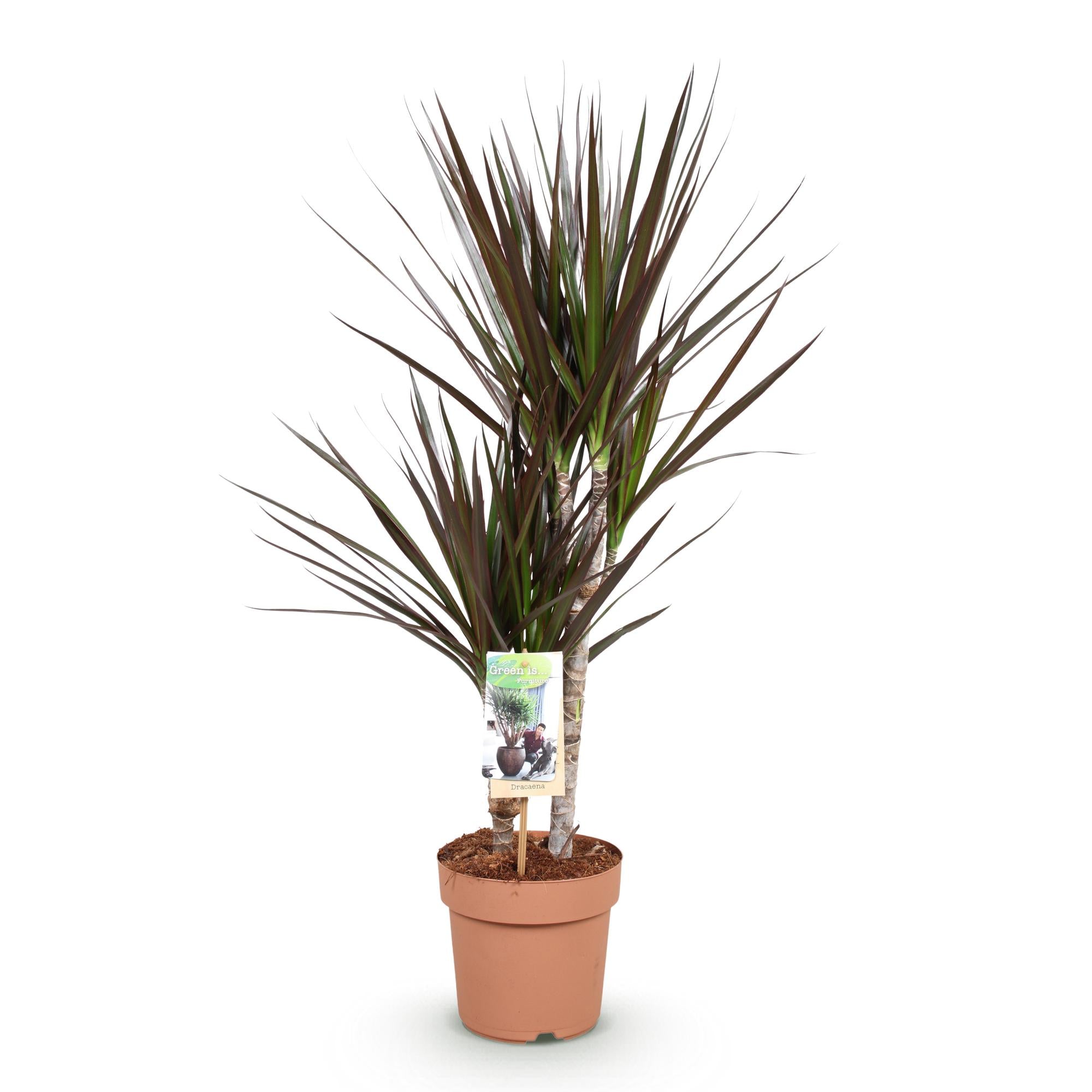 Image of Dracaena Magenta – Drachenblutbaum – 17cm – Höhe 70-80cm – Pflegeleichte rot – grüne Zimmerpflanze mit dekorativen Stängeln für Wohn-0