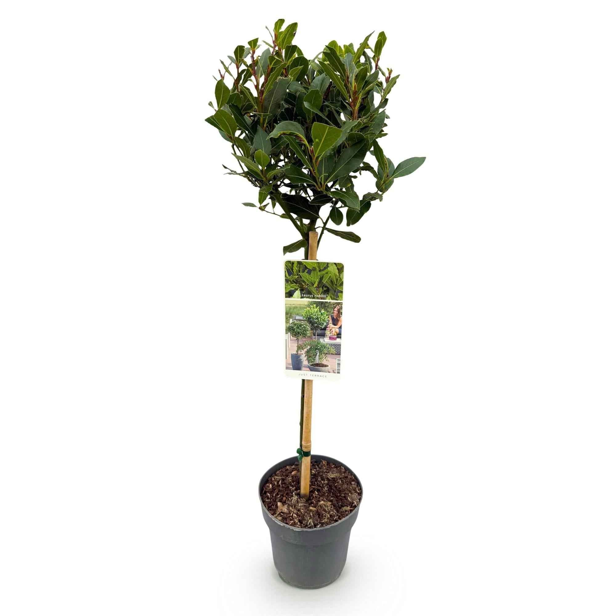 Image of Laurus nobilis Stamm – Pflanze – Immergrüner Lorbeerbaum – Pflegeleicht – Ø19cm – Höhe ca. 90cm – Mediterranes Flair für Terrasse & Balkon-1