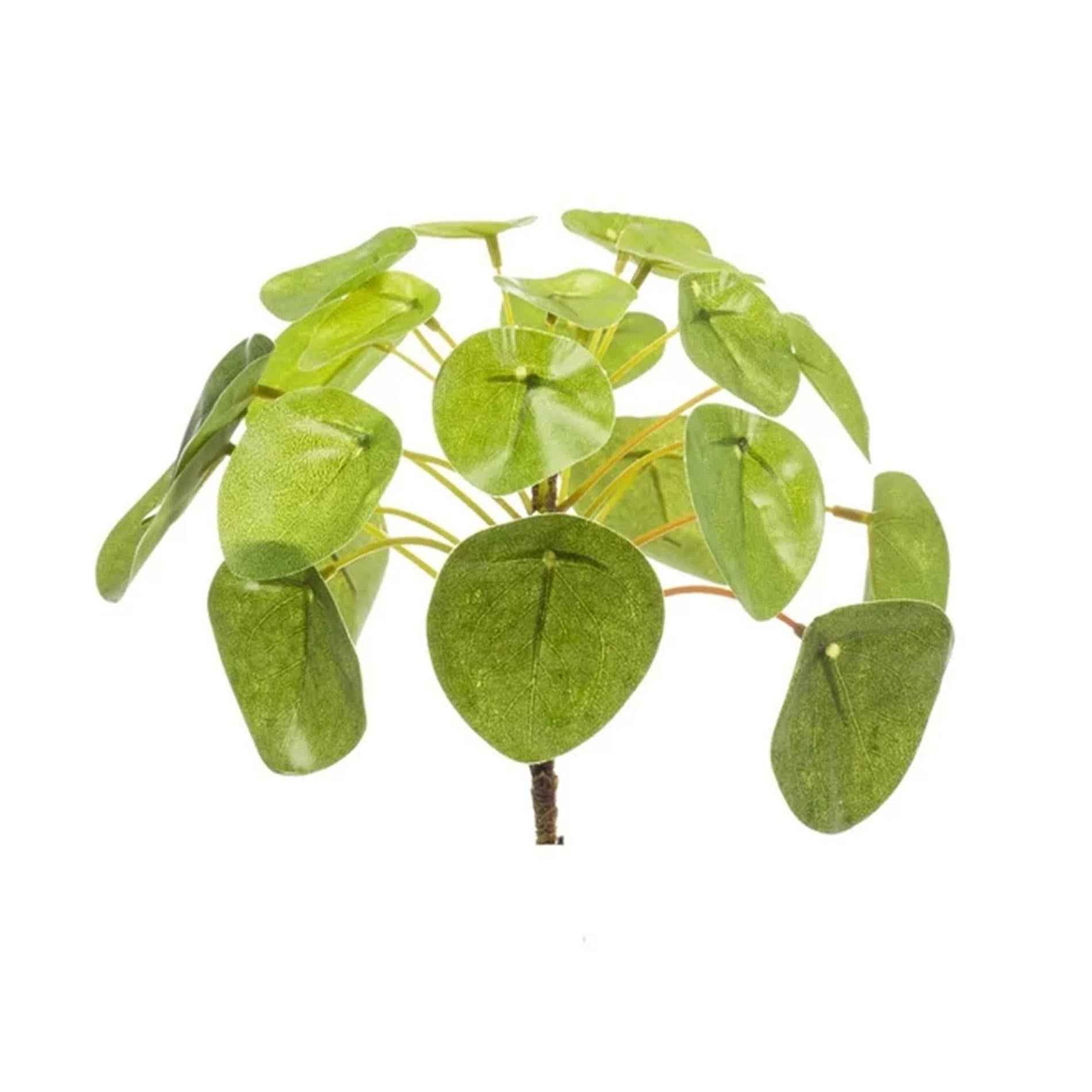 Image of Chinesischer Geldbaum – Pilea Mini Busch – Zimmerpflanze – 13cm – Kompakt & pflegeleicht – Grüner Blickfang für Tisch, Regal & Schreibtisch