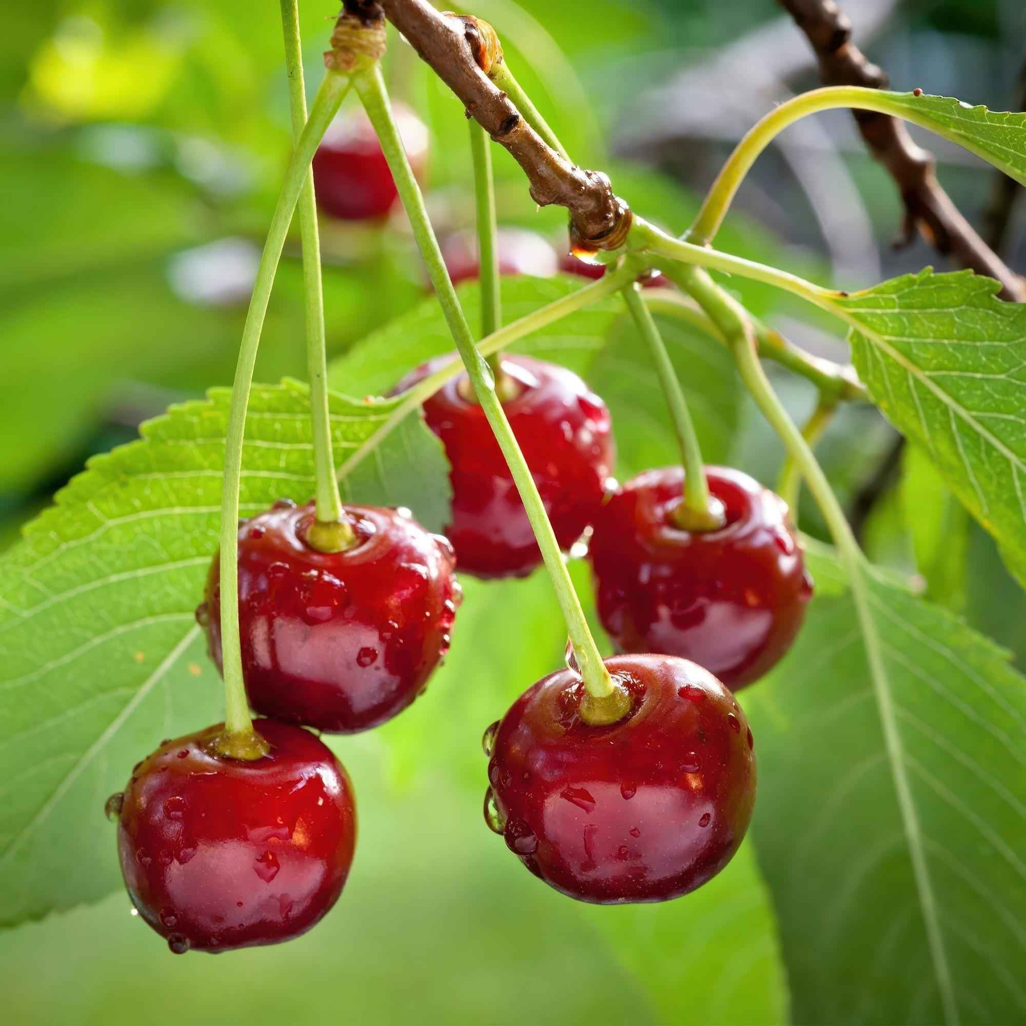Image of Kirschbaum Prunus avium Regina – Rote Kirsche – Obstbaum im Ø21cm – Höhe ca. 90cm – Süße Kirschen, pflegeleicht & gesund – Perfekt für Garten & Balkon-0