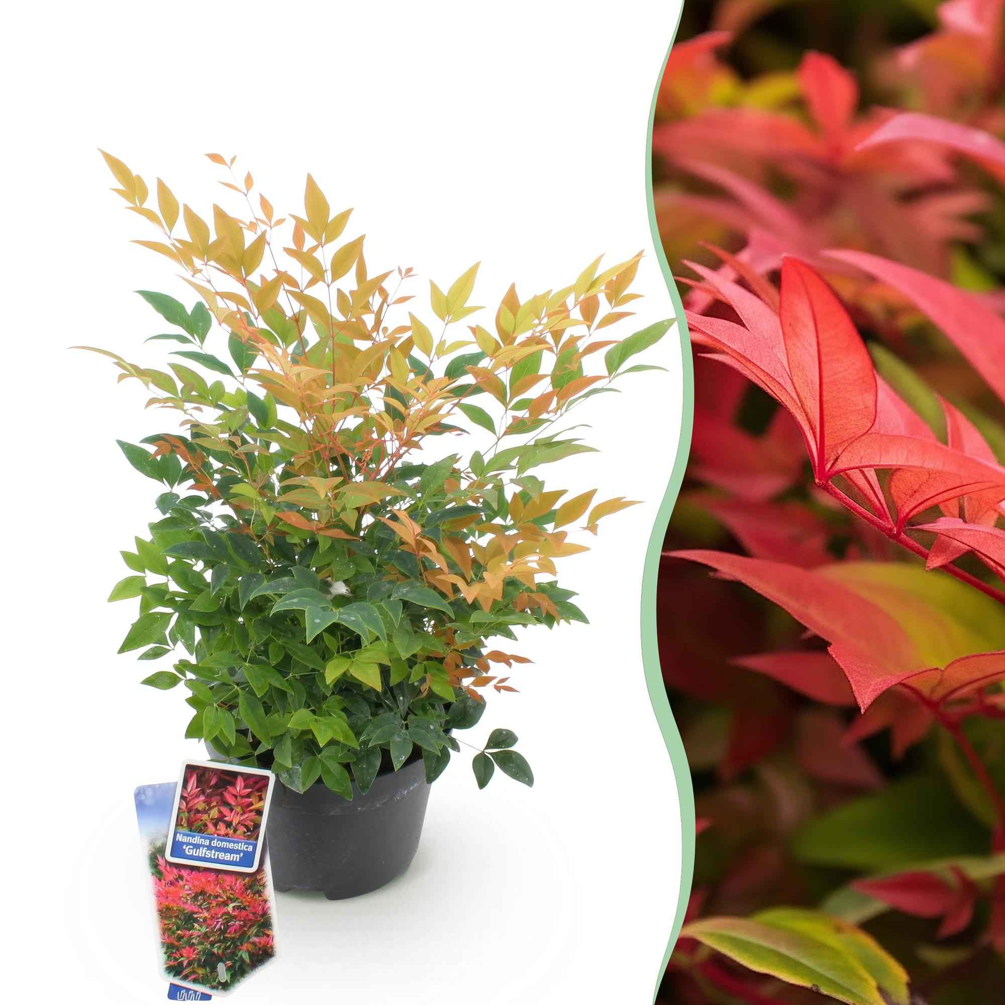 Image of Heiliger Bambus Nandina Gulfstream – 17cm Höhe ca.45cm – Immergrün & farbwechselnd – Orangefarbenes Laub – Pflegeleichter dekorativer Zierstrauch-0